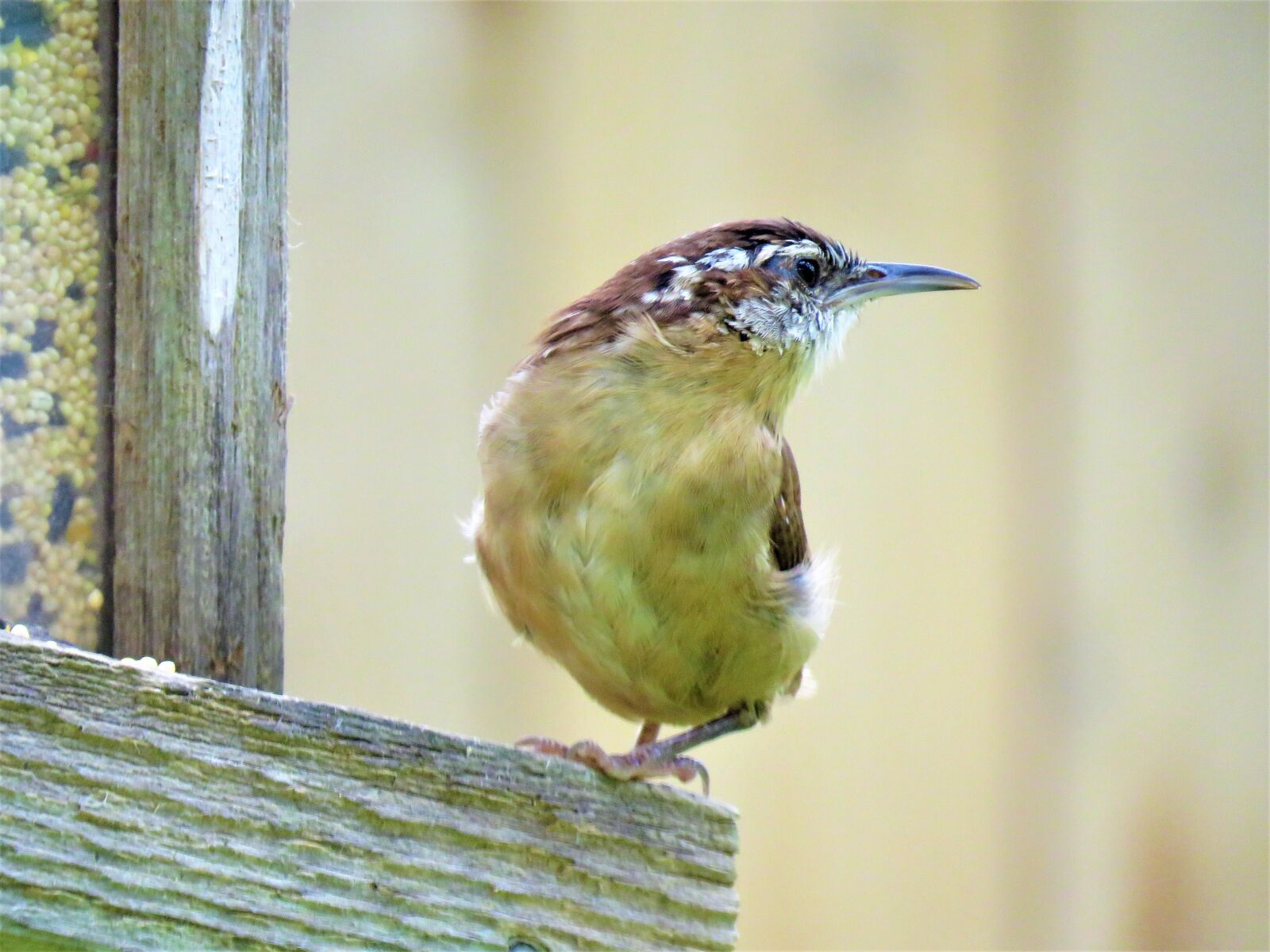 Canon PowerShot SX60 HS sample photo. Bird, up close, wildlife photography