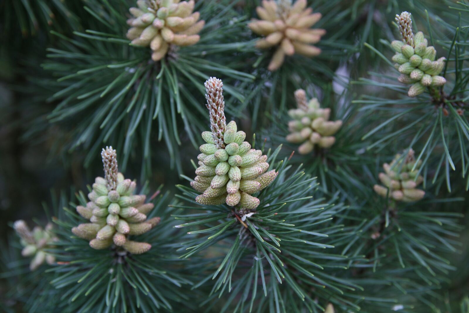 Canon EOS 70D sample photo. Pine, blossom, bloom photography