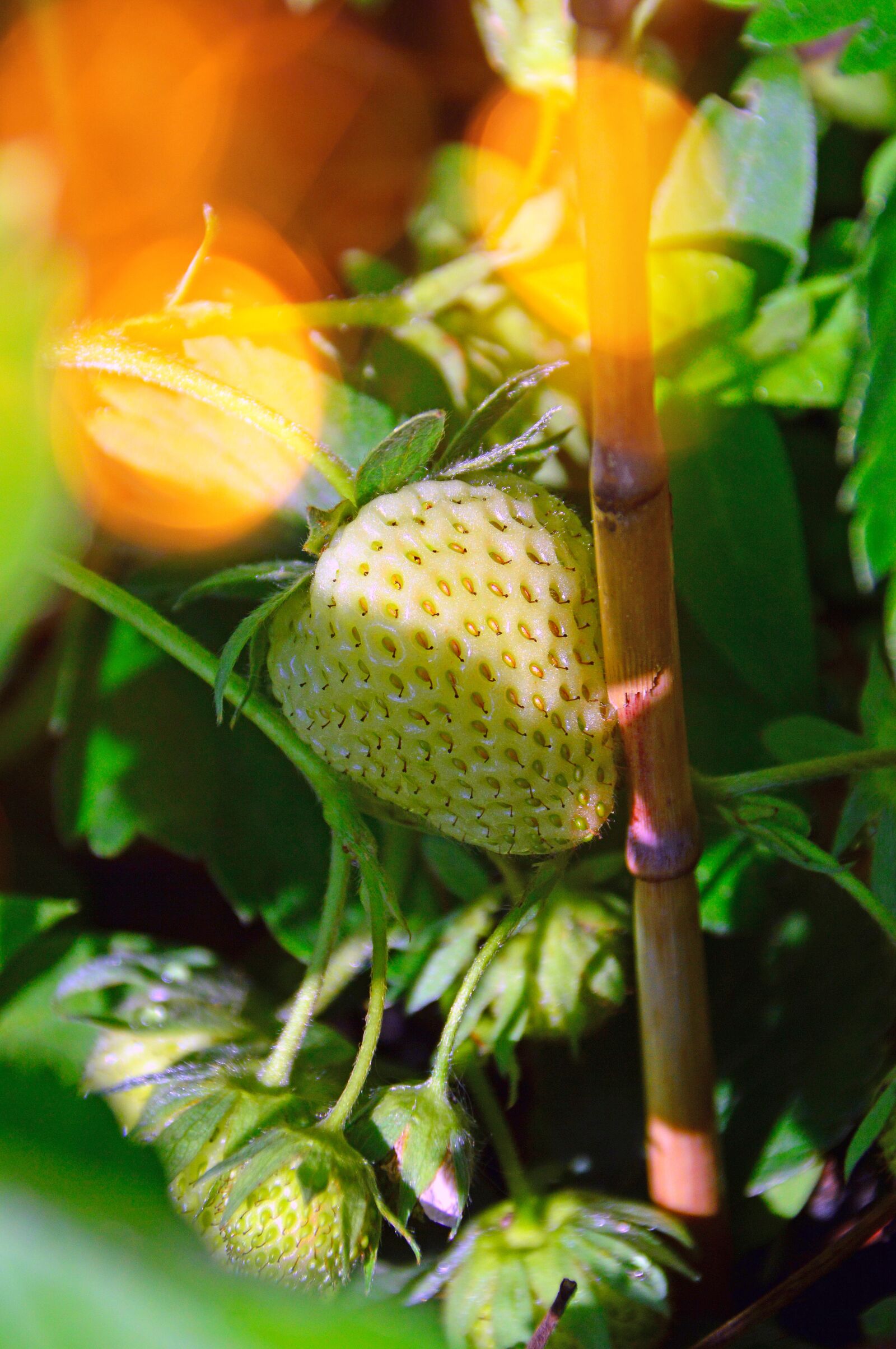 Nikon D3200 sample photo. Strawberry, immature strawberry, fruit photography