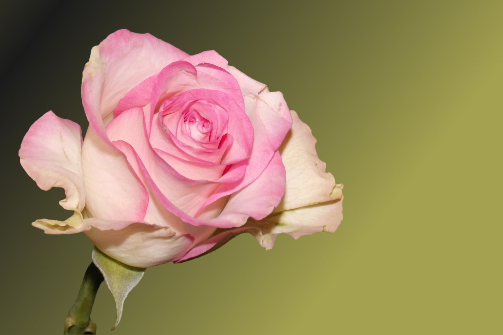 MEDION MD86827 sample photo. Flower, blossom, bloom photography