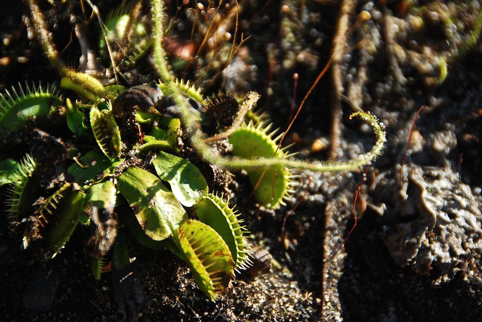 Nikon D40X sample photo. Moore, farms, botanical photography
