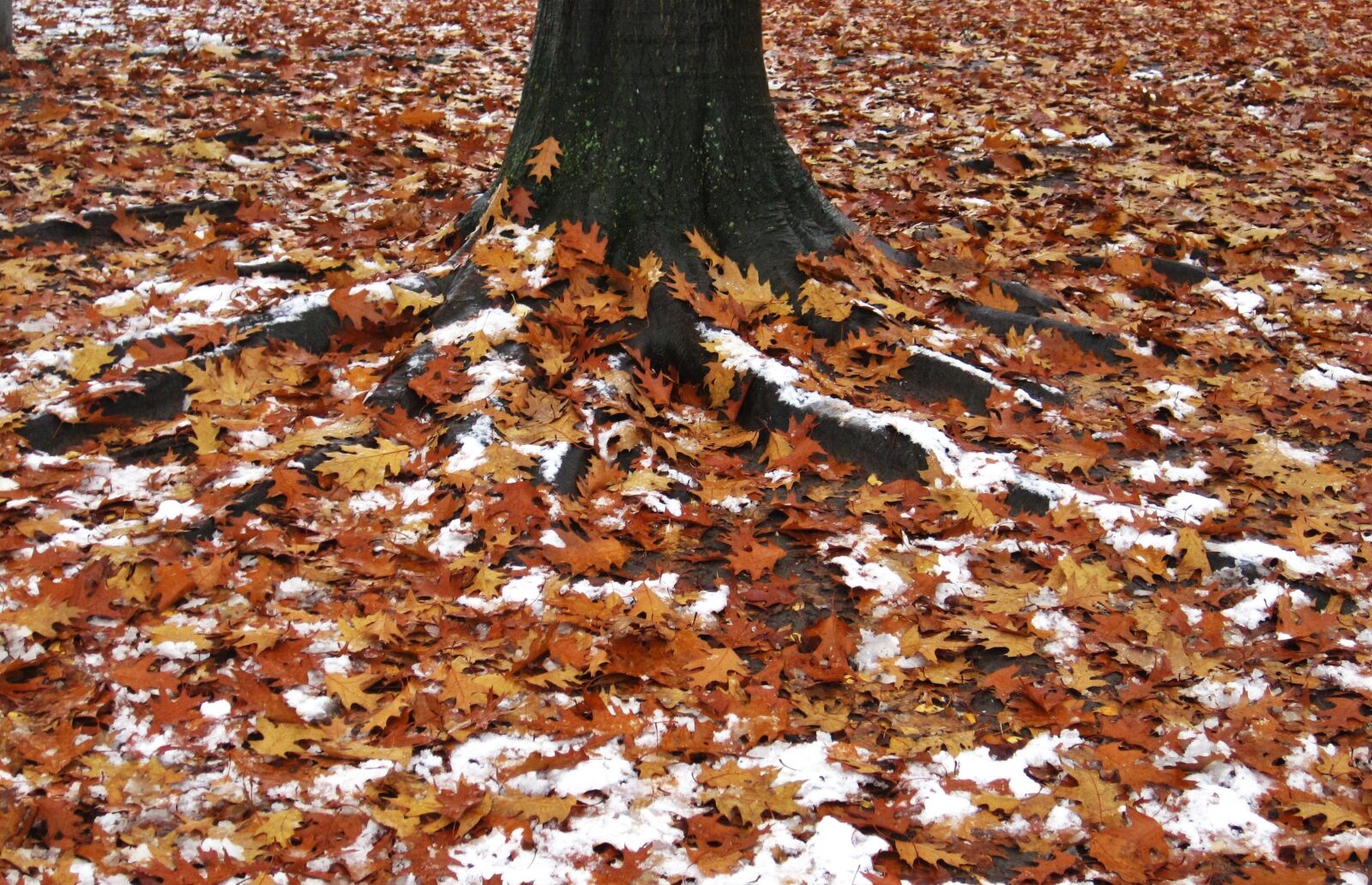 Canon PowerShot SD1200 IS (Digital IXUS 95 IS / IXY Digital 110 IS) sample photo. First snow, leaves and photography