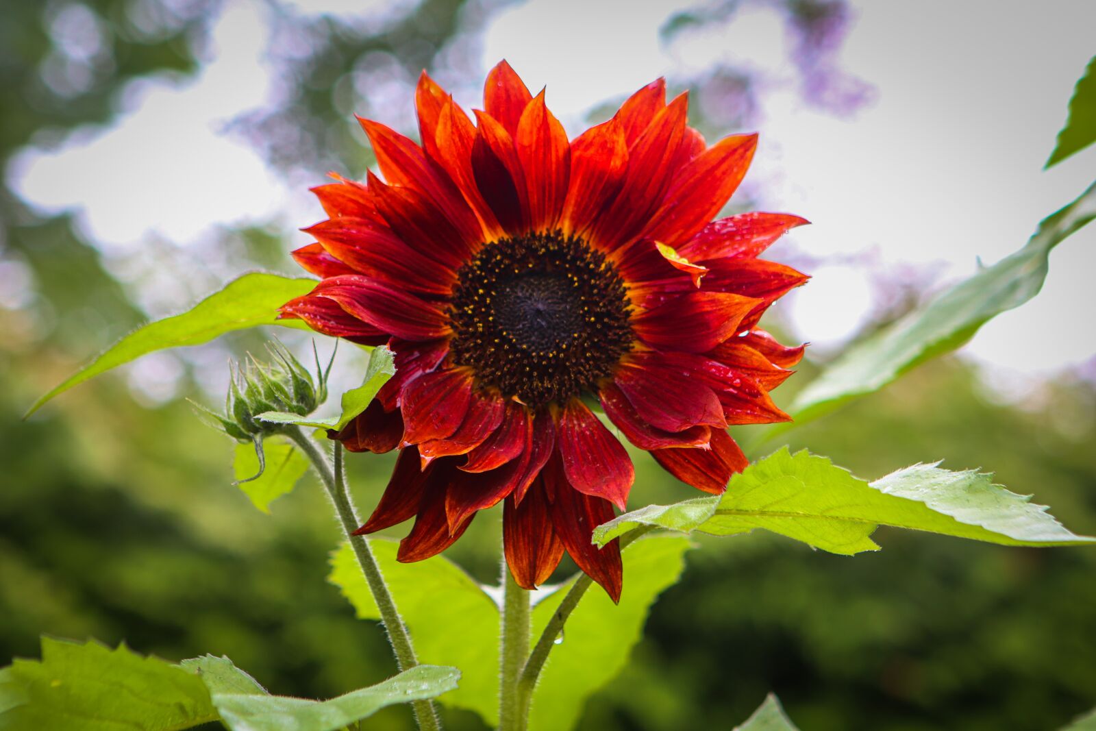 Canon EF 24-70mm F2.8L USM sample photo. Sunflower, red, flower photography
