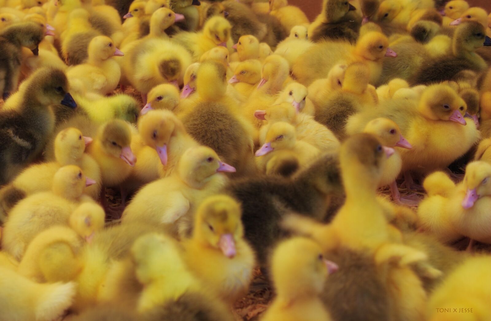 Canon EOS 600D (Rebel EOS T3i / EOS Kiss X5) sample photo. Chicks, yellow, puppies photography