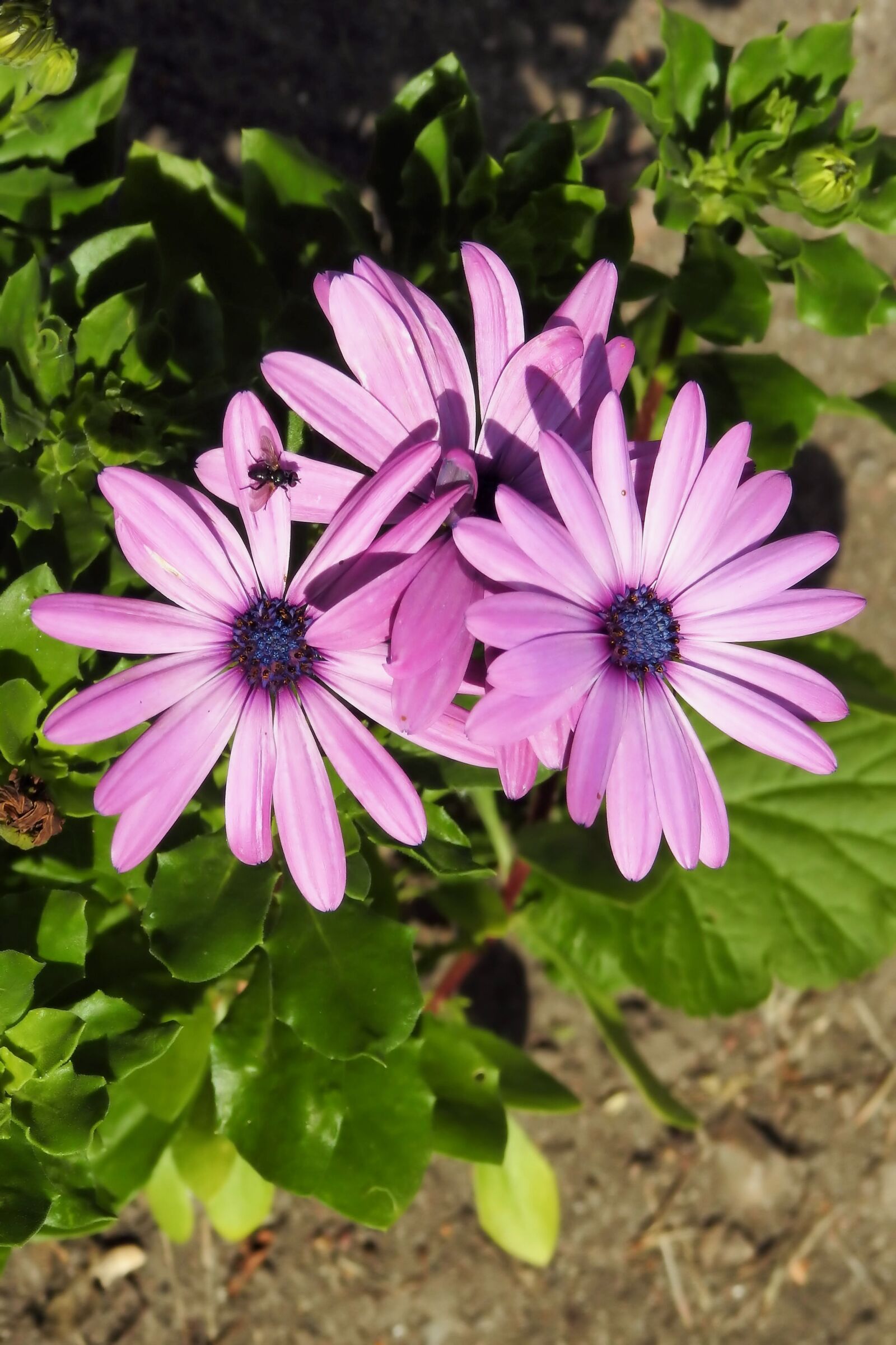 Nikon Coolpix P900 sample photo. Daisies, flowers, bornholm photography