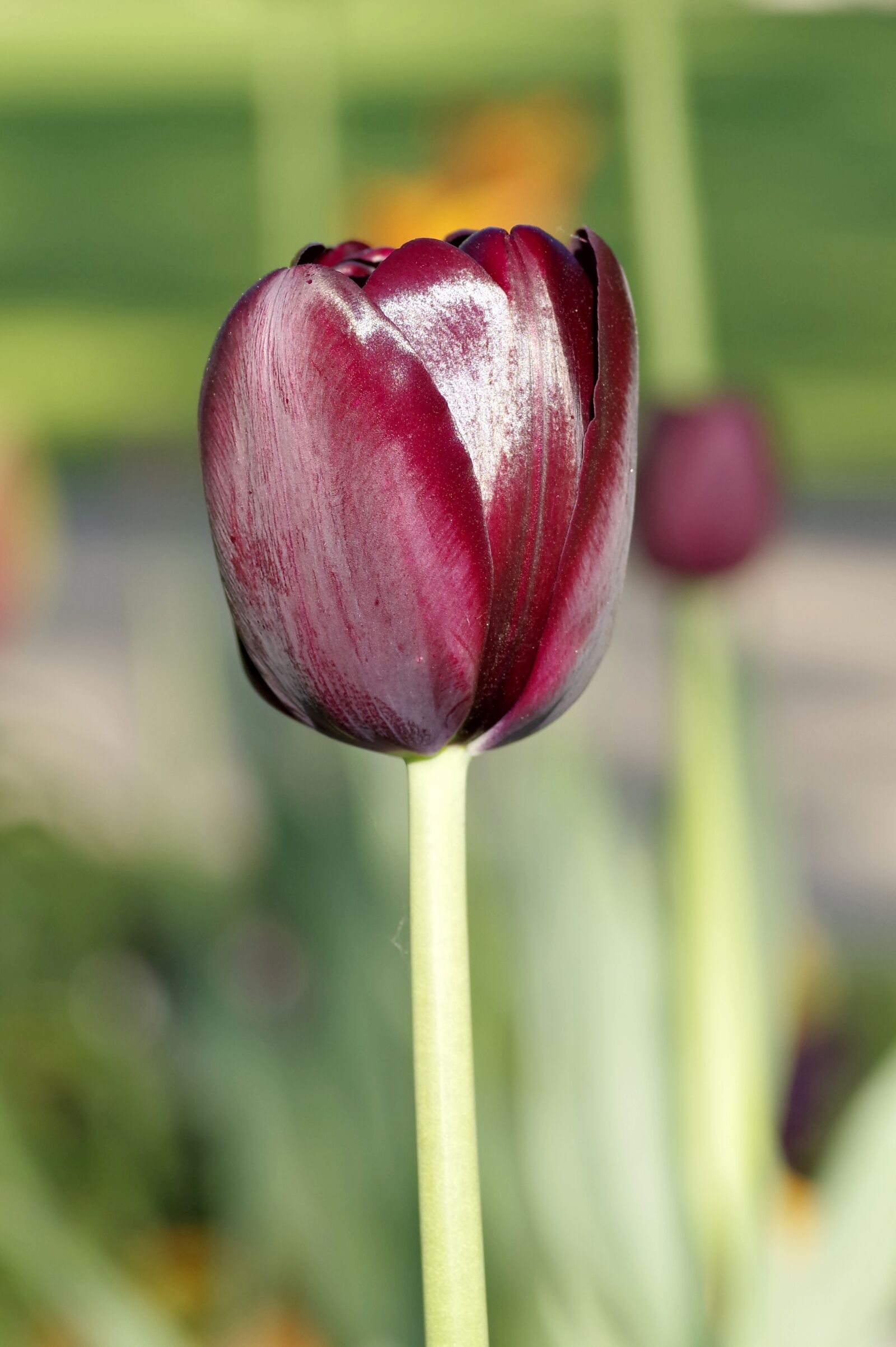 Pentax K-S2 sample photo. Tulip, black, maroon photography