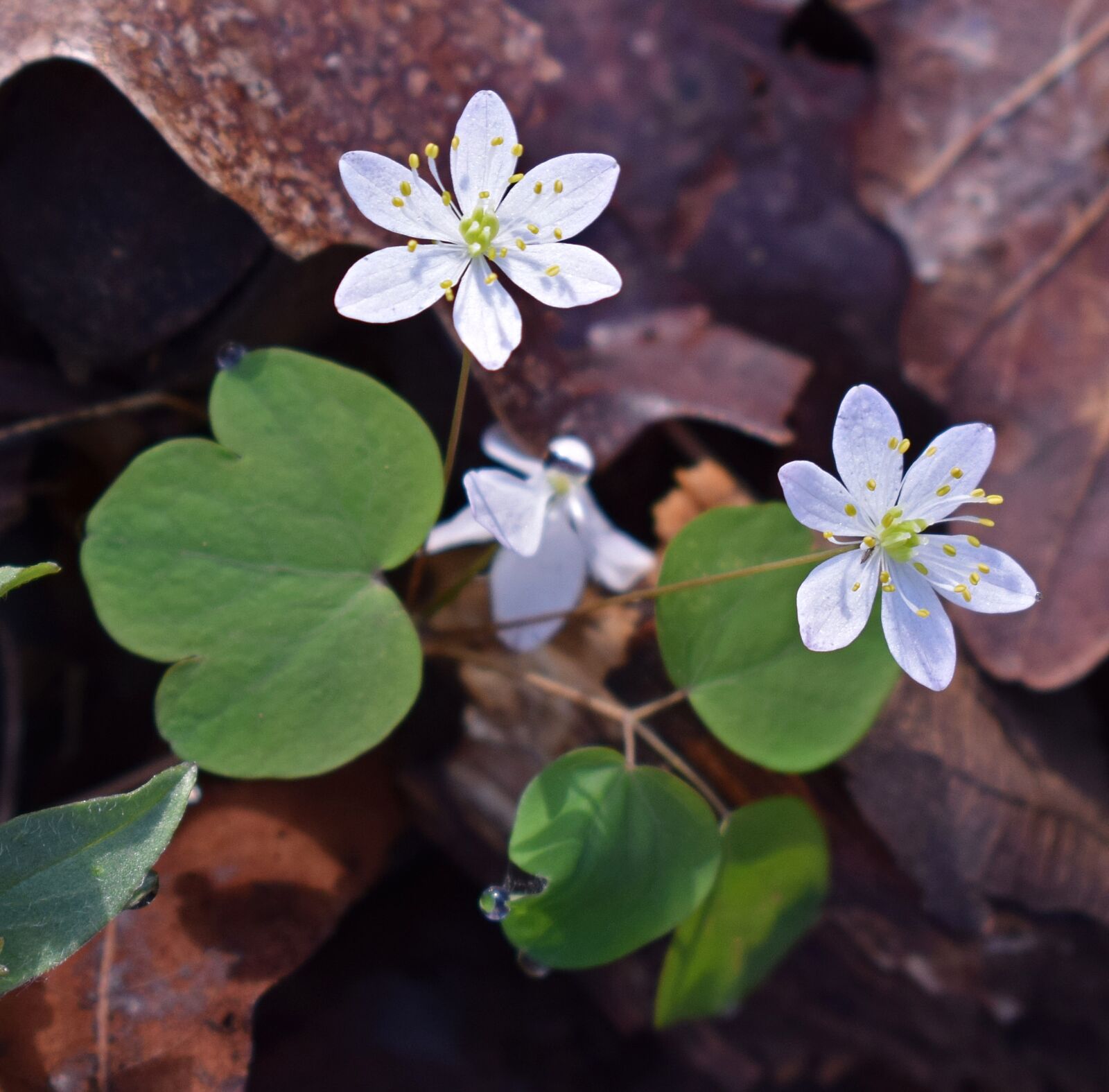 Nikon D3300 sample photo. Rue anemone, wildflower, flower photography