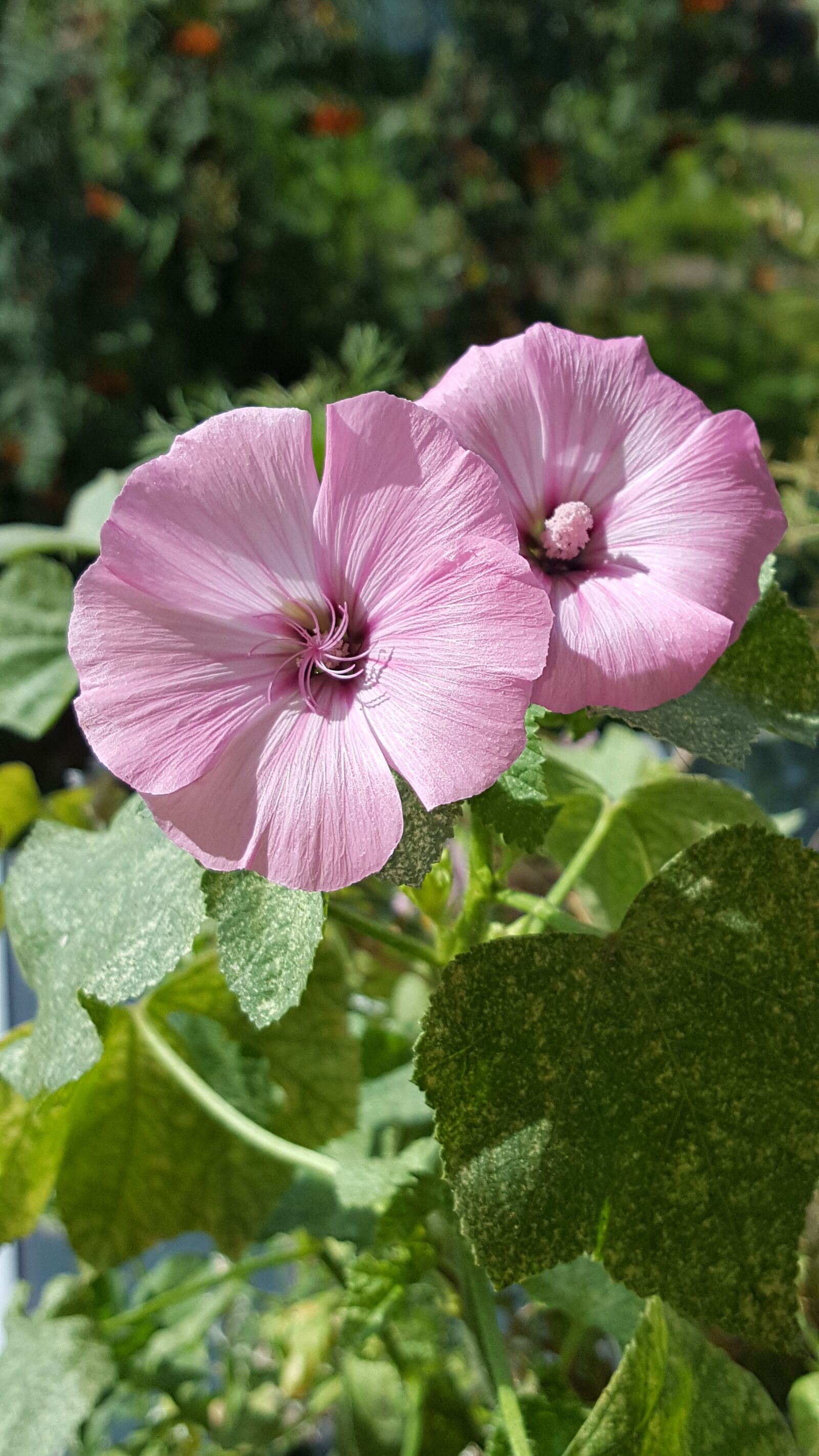 Samsung Galaxy S6 sample photo. Flowers, blossom, bloom photography
