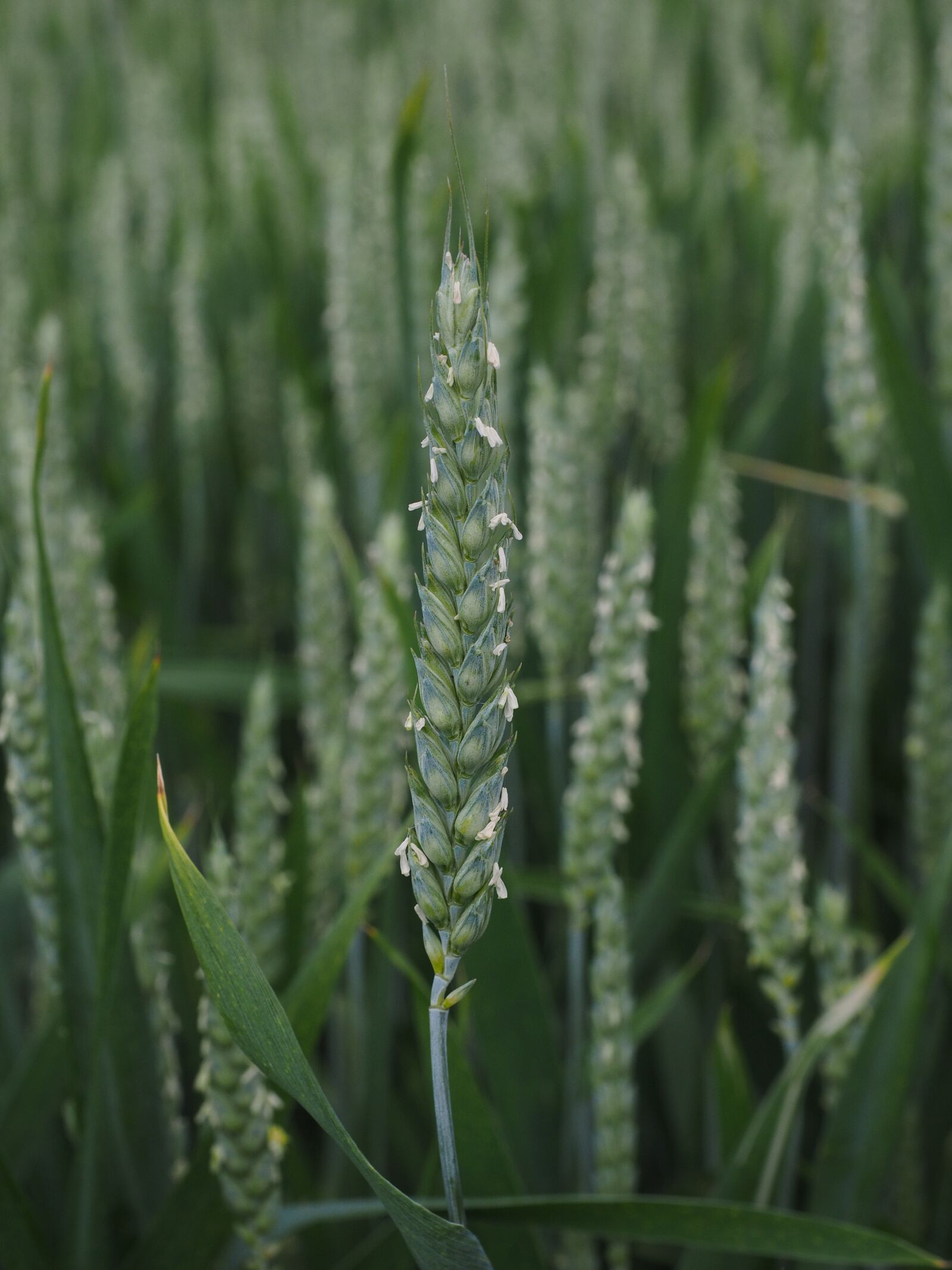 Olympus OM-D E-M1 + Olympus M.Zuiko Digital ED 12-40mm F2.8 Pro sample photo. Wheat, wheat spike, wheat photography