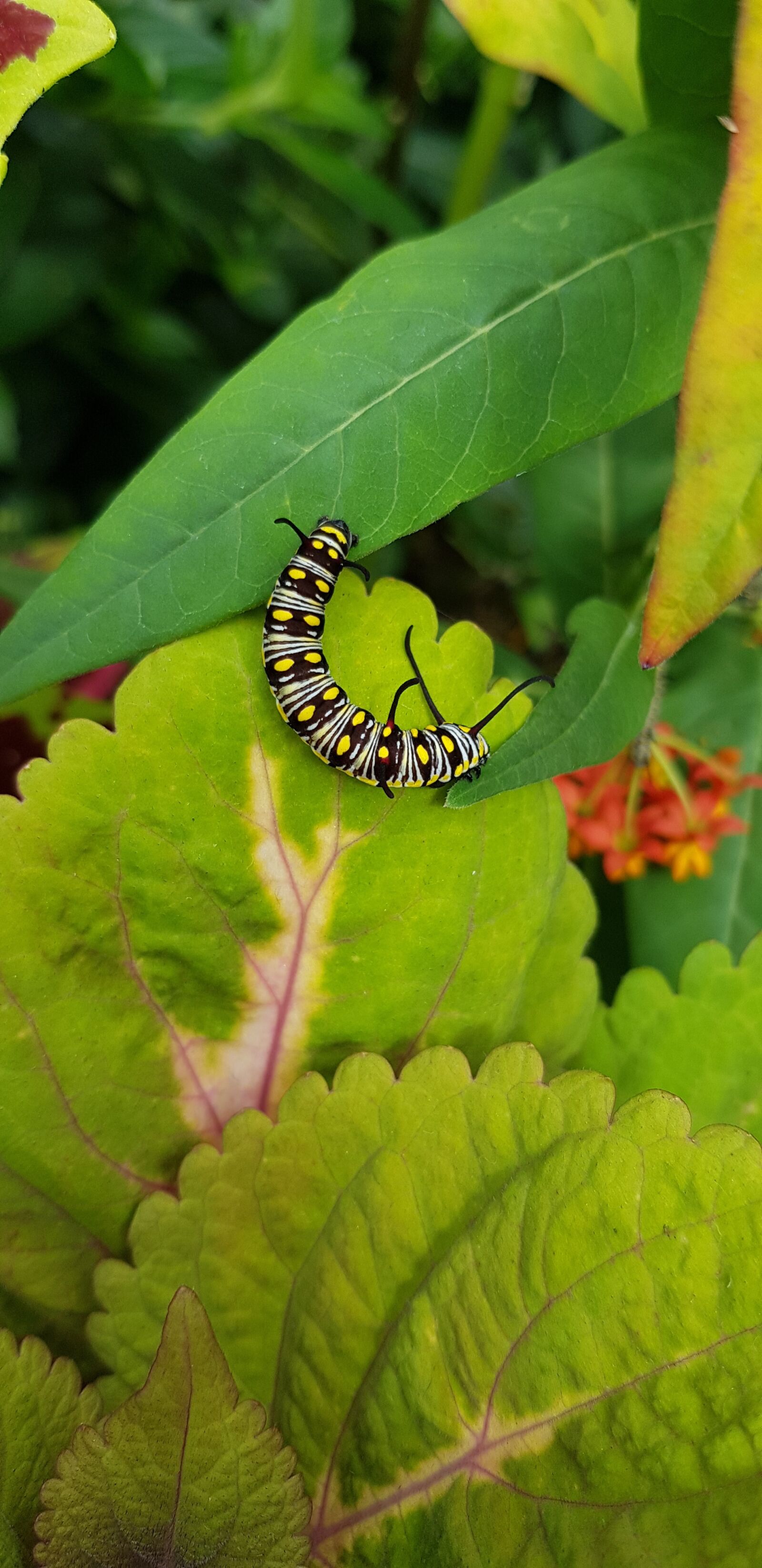 Samsung Galaxy S8 sample photo. Butterfly, caterpillar, leaf photography