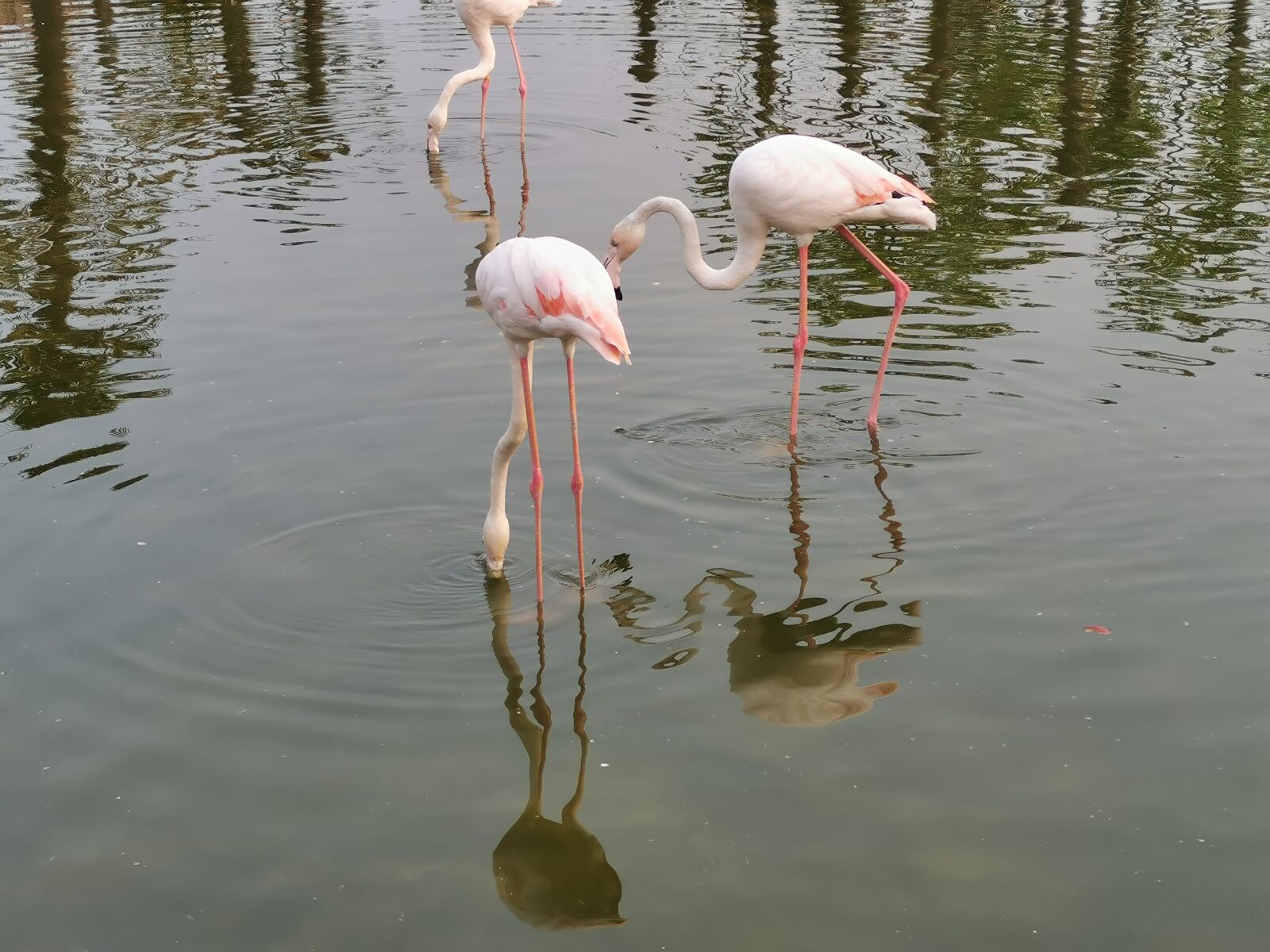 HUAWEI P30 sample photo. Red stork, 红鹳, 南京金牛湖 photography