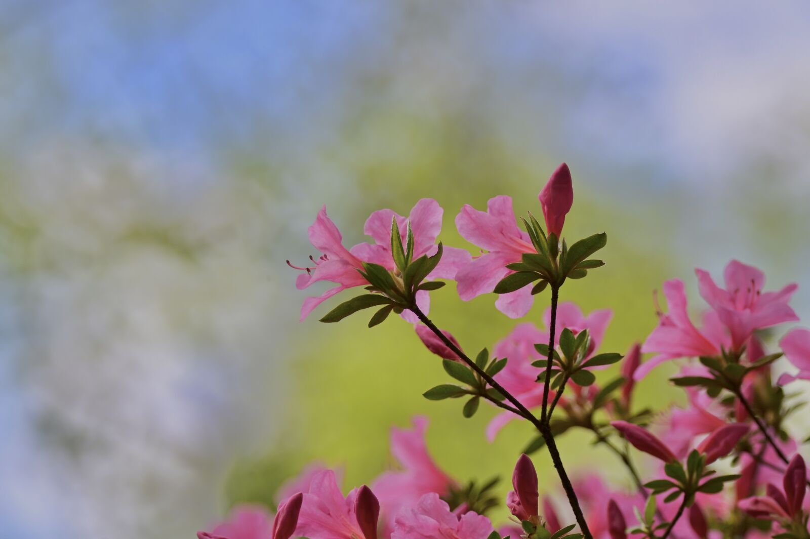 Nikon Z6 sample photo. Rhododendron, bush, flowers photography