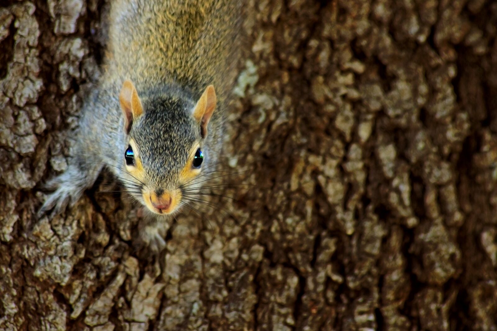 Canon EOS 600D (Rebel EOS T3i / EOS Kiss X5) sample photo. Squirrel, rodent, tree photography