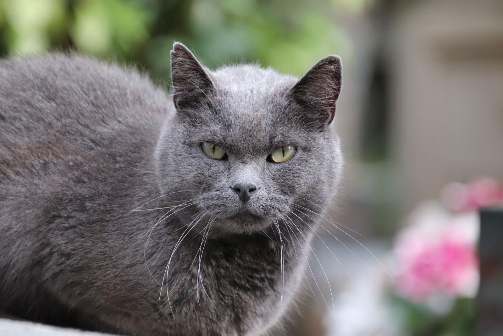 Canon EOS 800D (EOS Rebel T7i / EOS Kiss X9i) sample photo. Cats, felines, gray color photography
