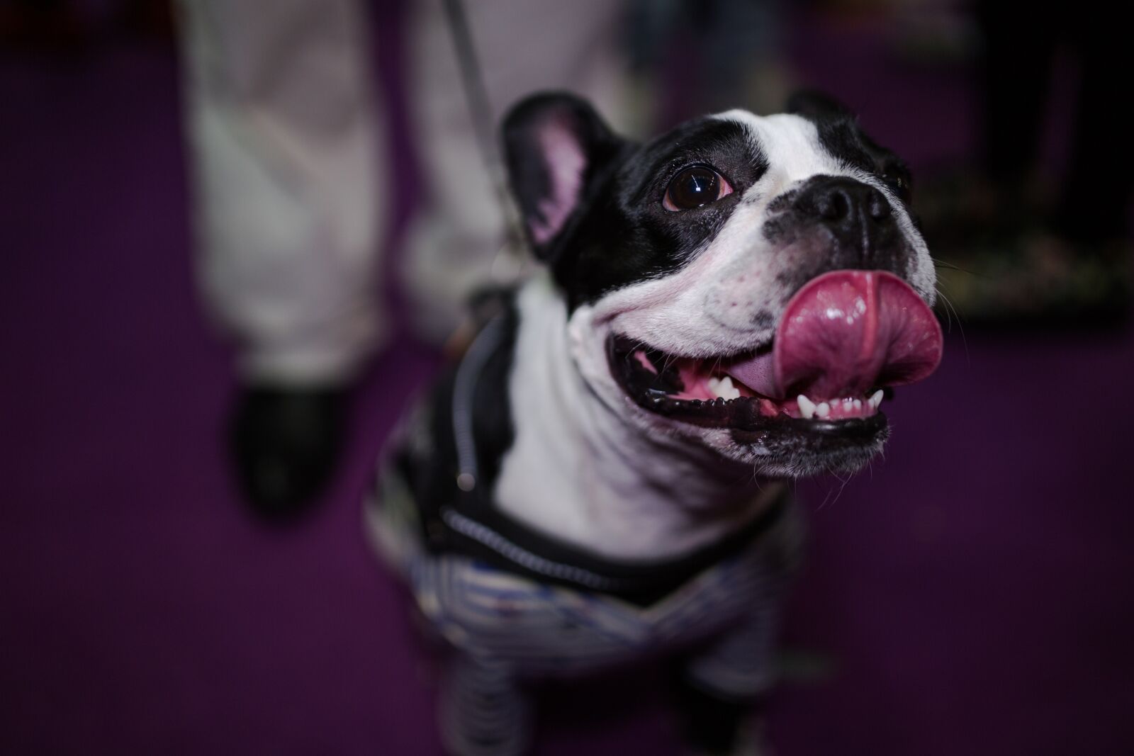 Canon EOS 6D sample photo. Pets, animal, dog photography