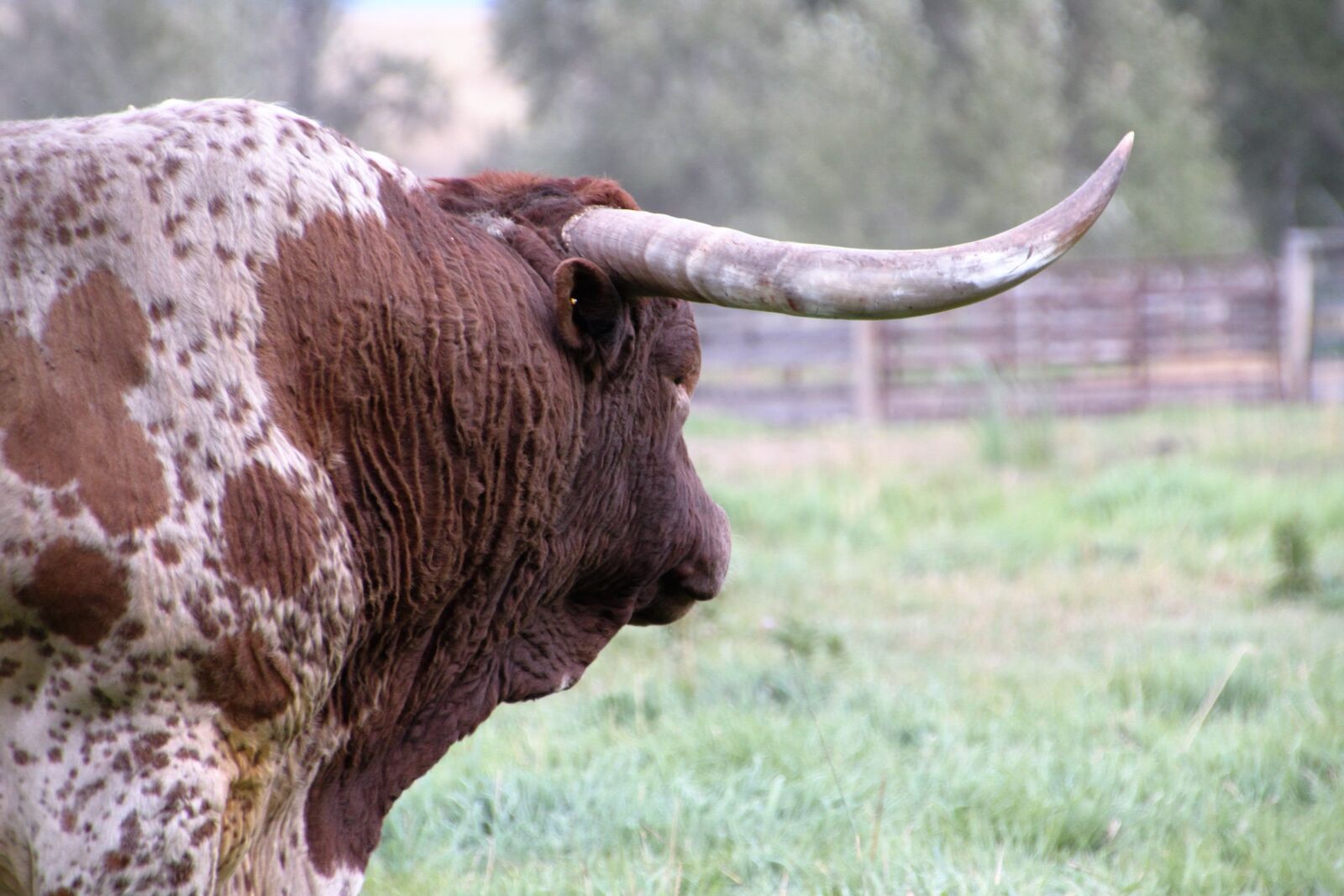 Canon EOS 500D (EOS Rebel T1i / EOS Kiss X3) sample photo. Texas, longhorn, cattle photography