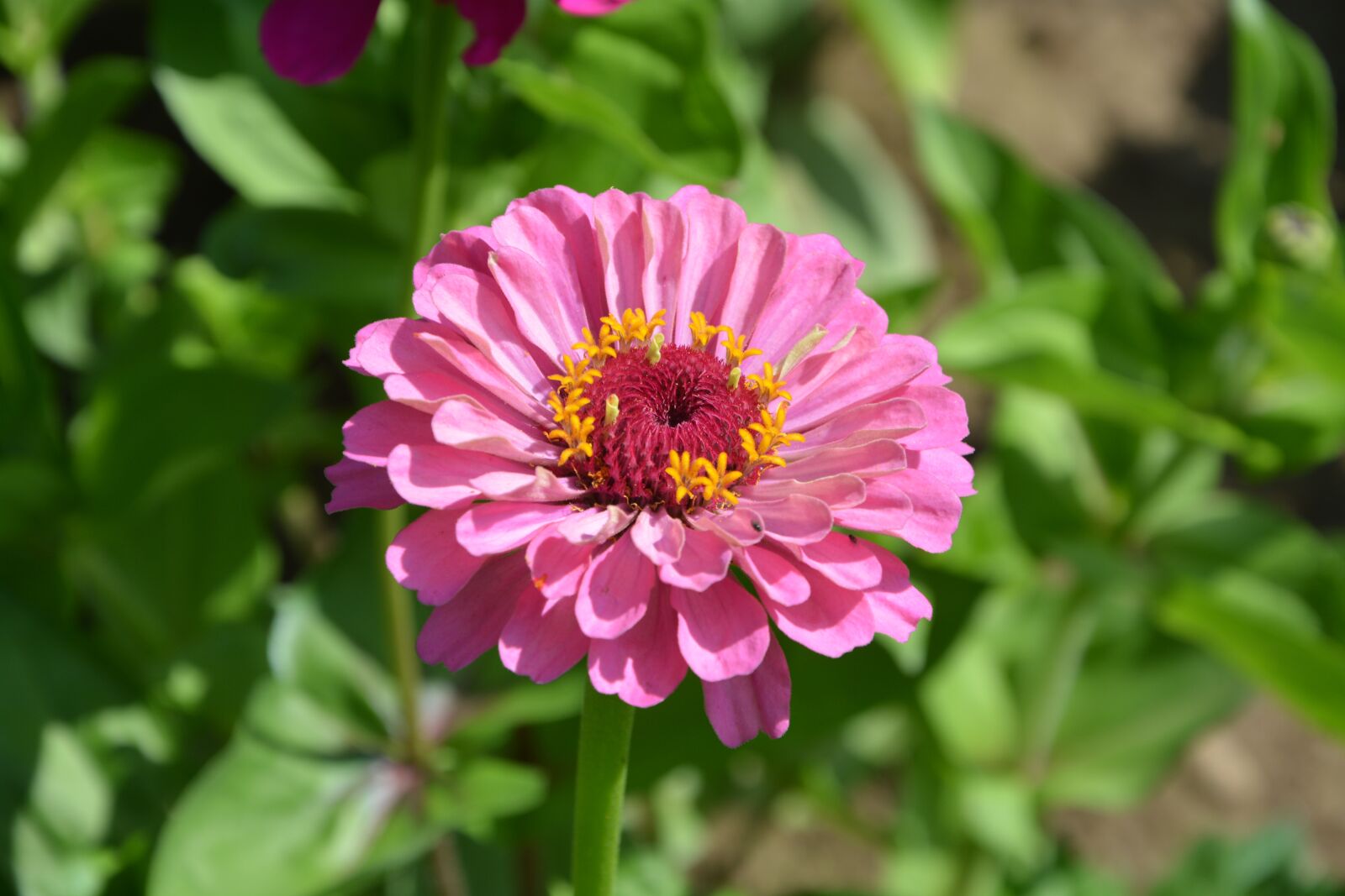 Nikon D5200 sample photo. Pink flowers, garden, petal photography
