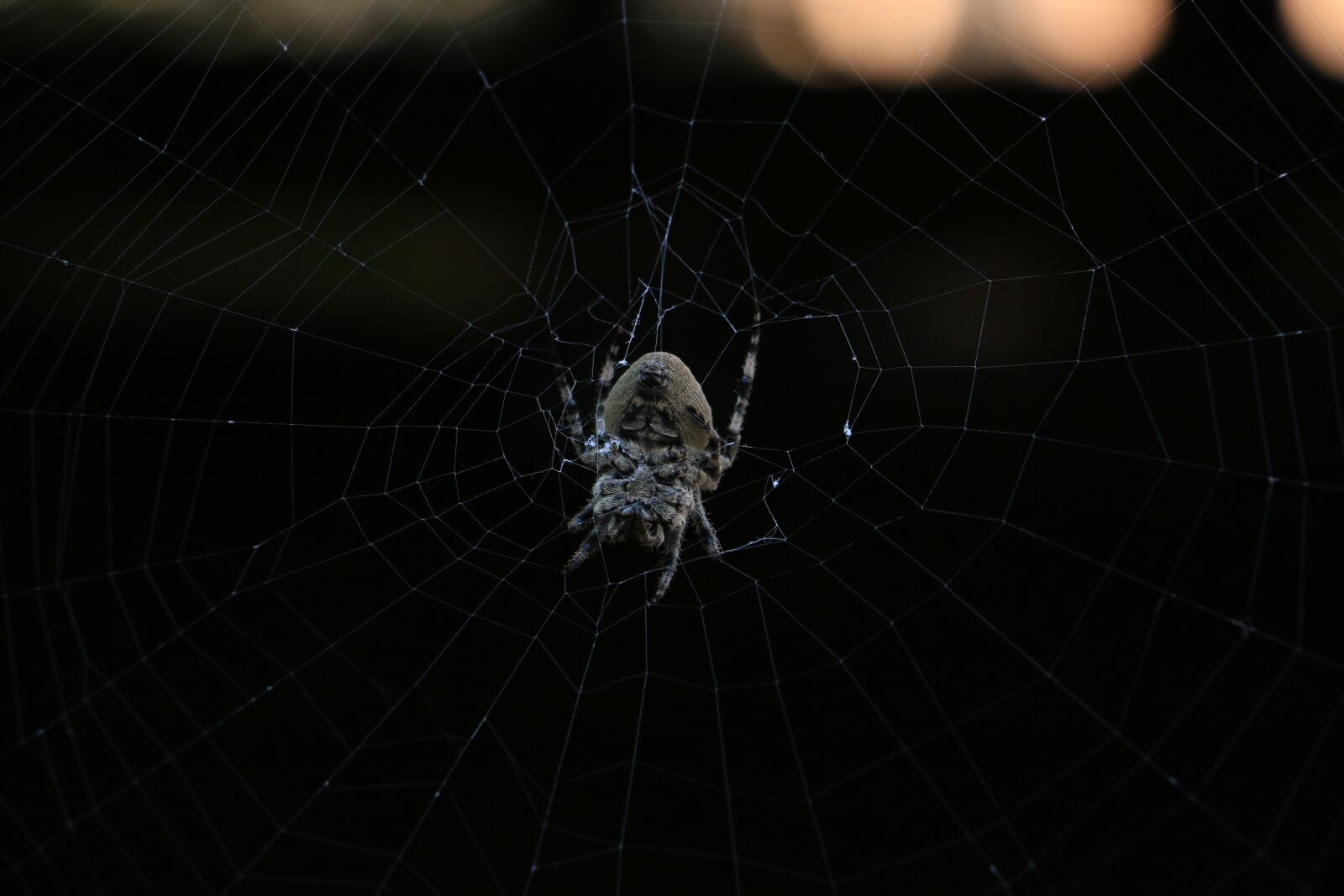 Canon EOS 70D sample photo. Gansu province, linxia, spider photography