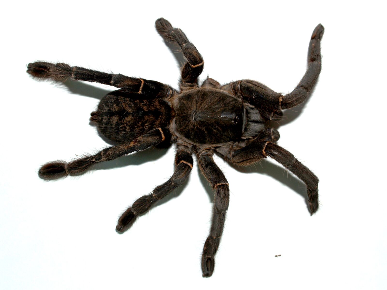 Olympus E-300 (EVOLT E-300) sample photo. Spider, tarantula, arthropod photography