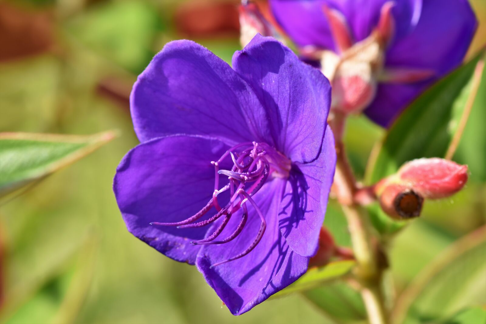 Nikon D7200 sample photo. Melastomataceae, flower, purple photography