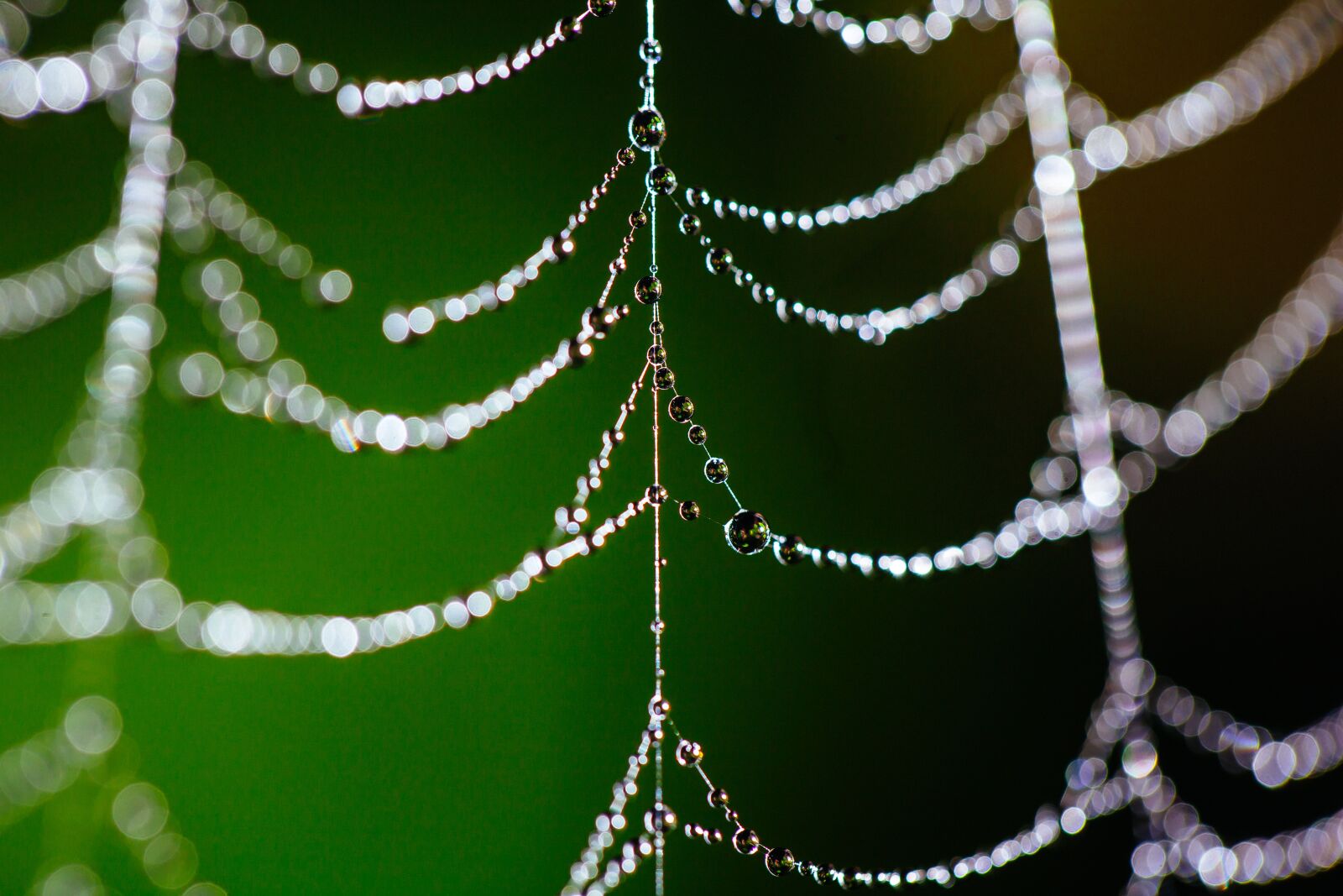 Canon EF 100mm F2.8L Macro IS USM sample photo. Spider web, bokeh, dew photography