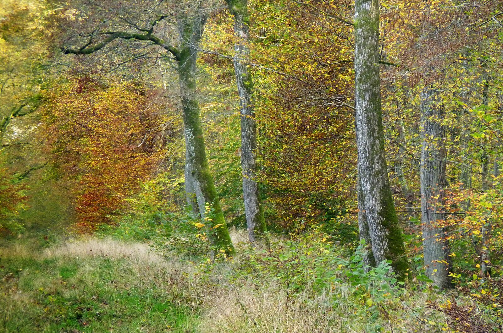 Panasonic Lumix DMC-FZ35 (Lumix DMC-FZ38) sample photo. Forest, autumn, colors photography