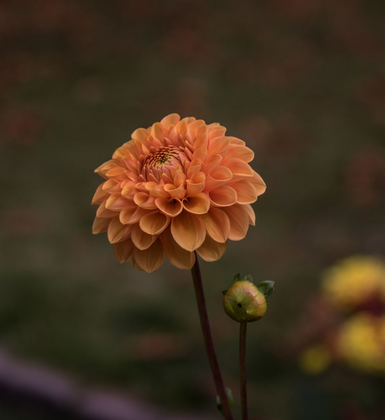 Pentax K-3 sample photo. Blossom, bloom, dahlia photography