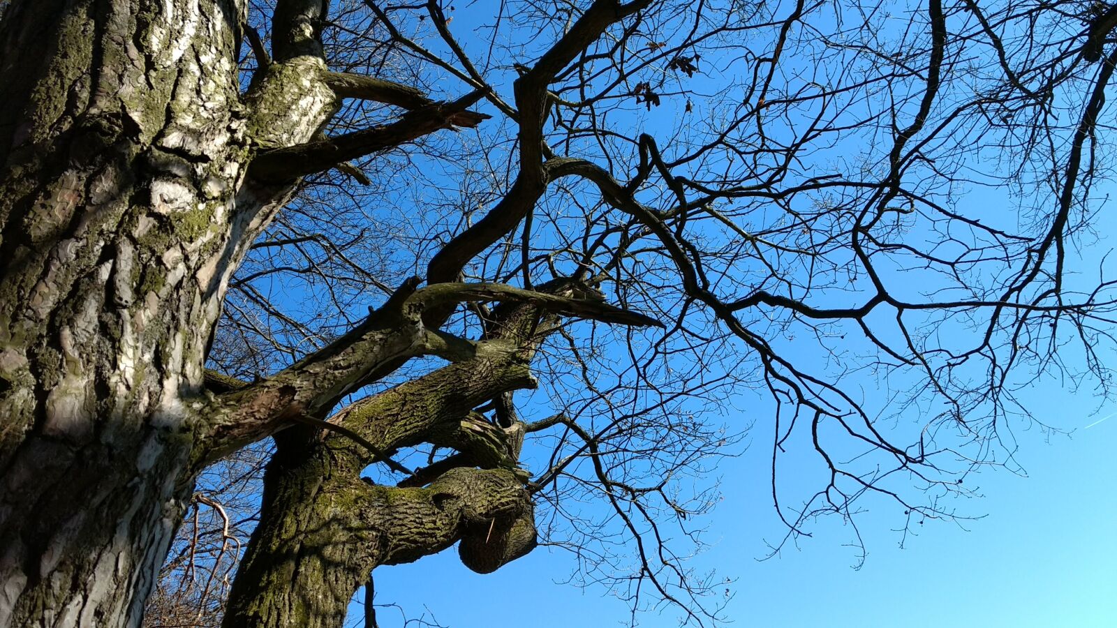 Motorola Moto G (4) sample photo. Tree, spring, nature photography
