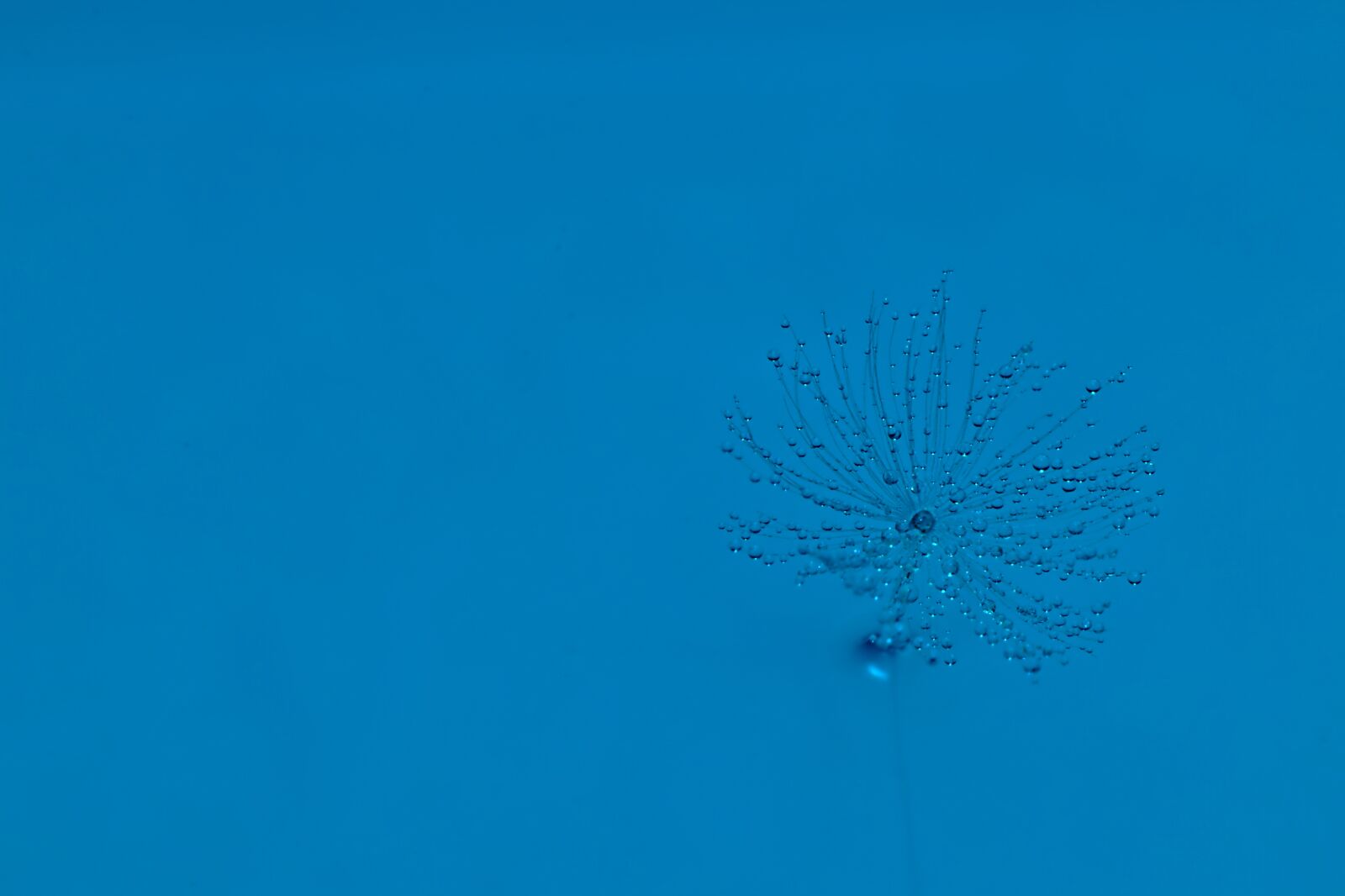 Canon EOS 77D (EOS 9000D / EOS 770D) sample photo. Dandelion, water, blue photography