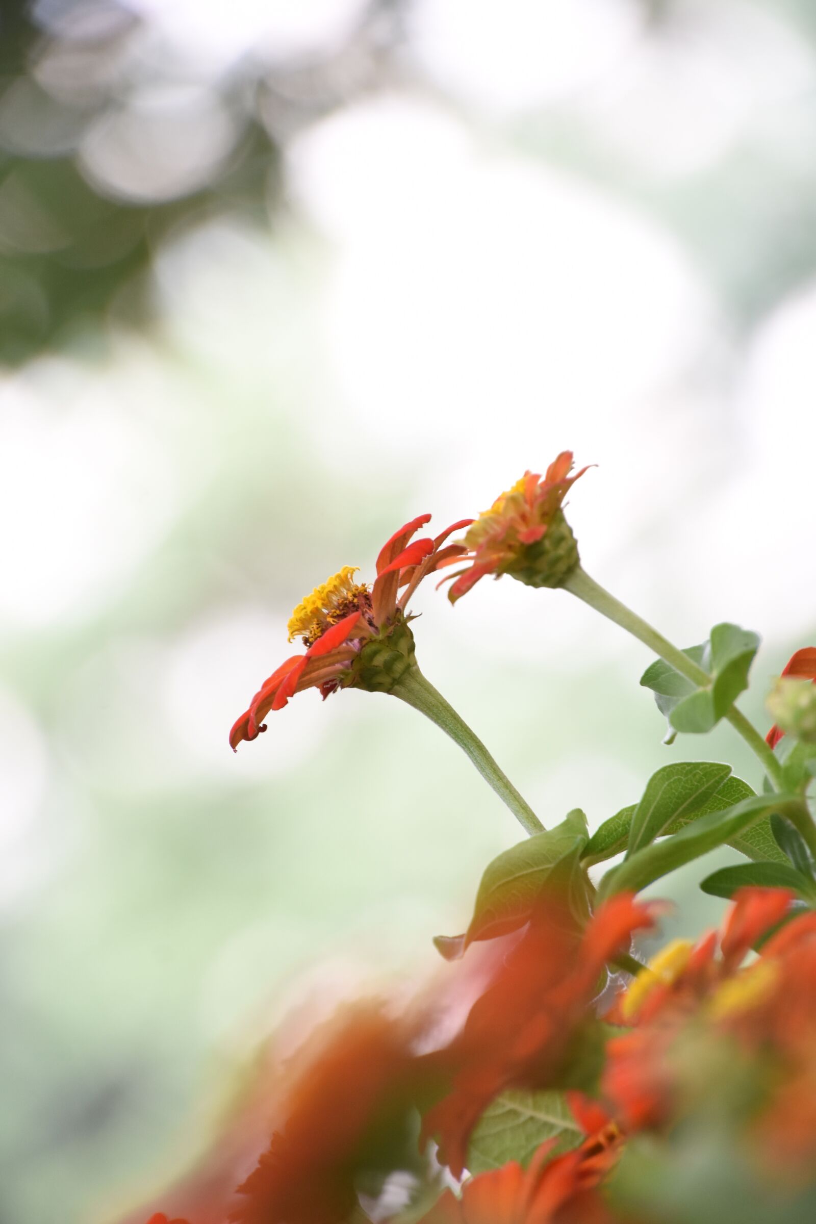 Nikon D7200 sample photo. Flower, flowering, leaf photography
