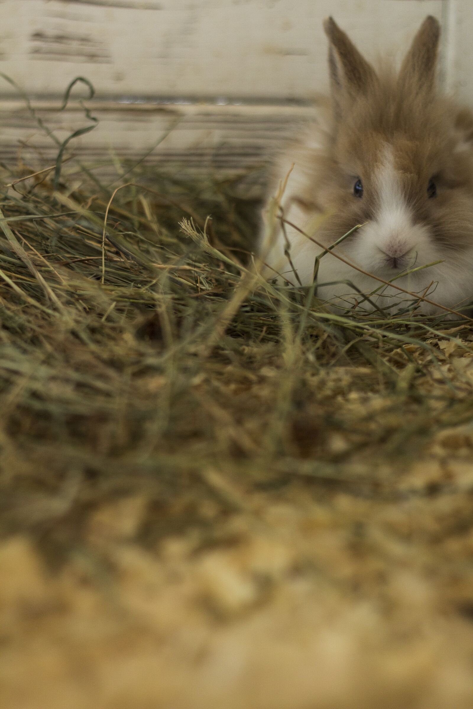 Canon EOS 60D + Canon EF 50mm F1.8 II sample photo. Animal, rabbit, cute photography