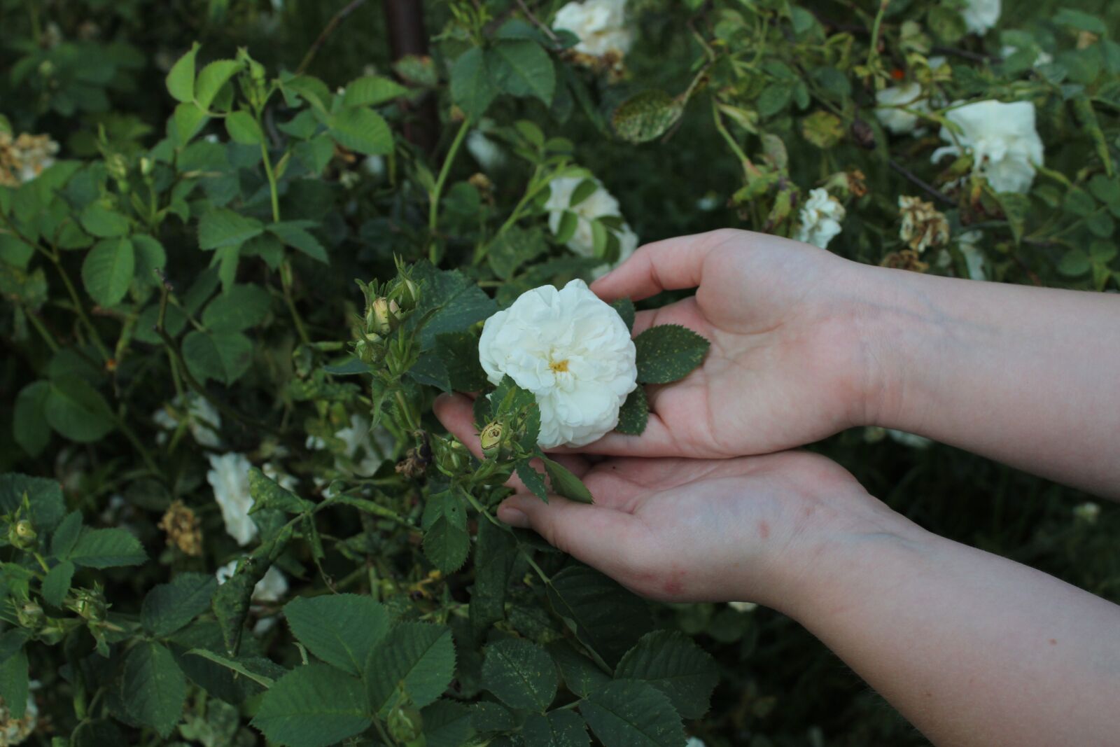 Canon EOS 1300D (EOS Rebel T6 / EOS Kiss X80) sample photo. Flower, rose, white rose photography