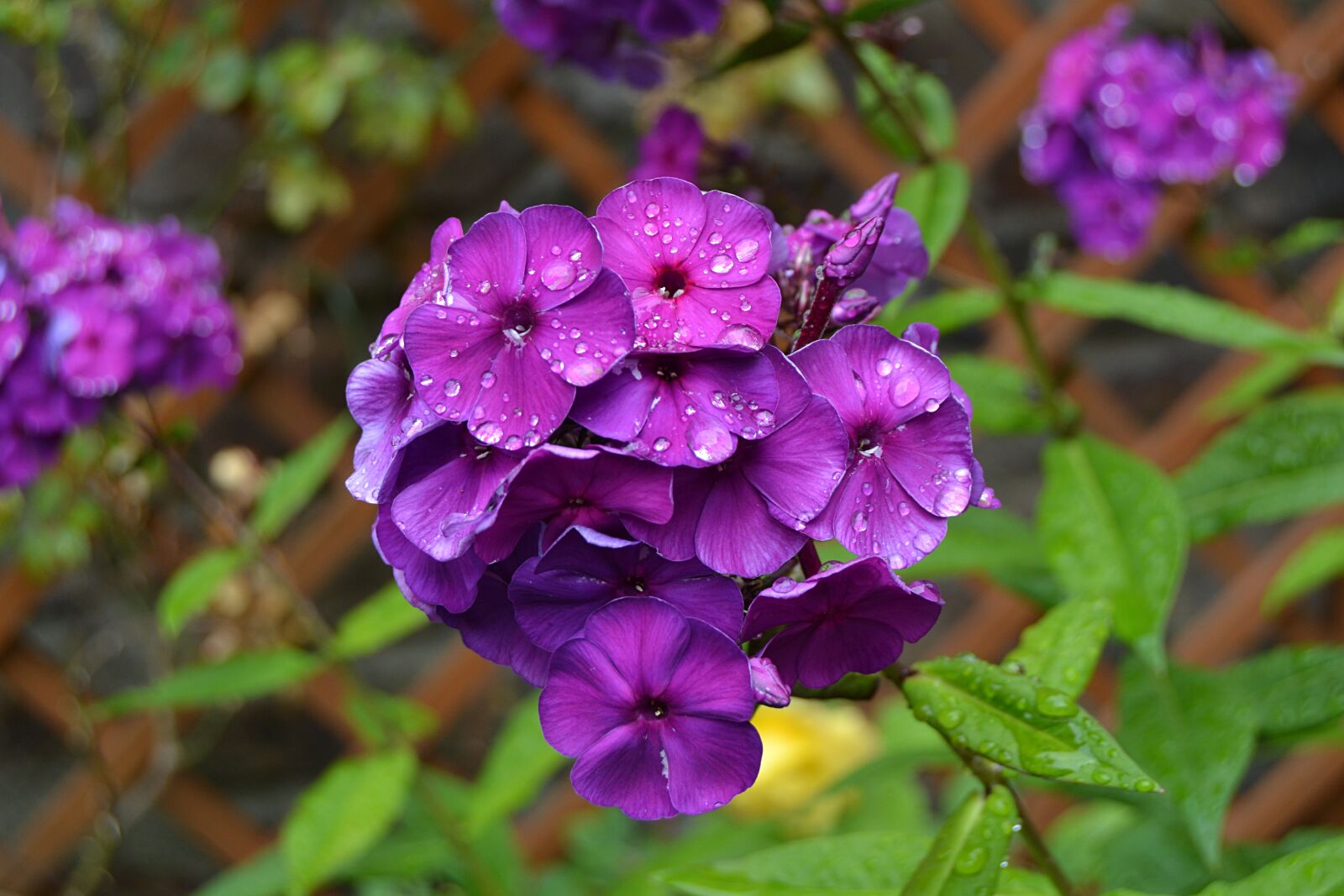 Nikon D3100 sample photo. Flower, blue, rain photography