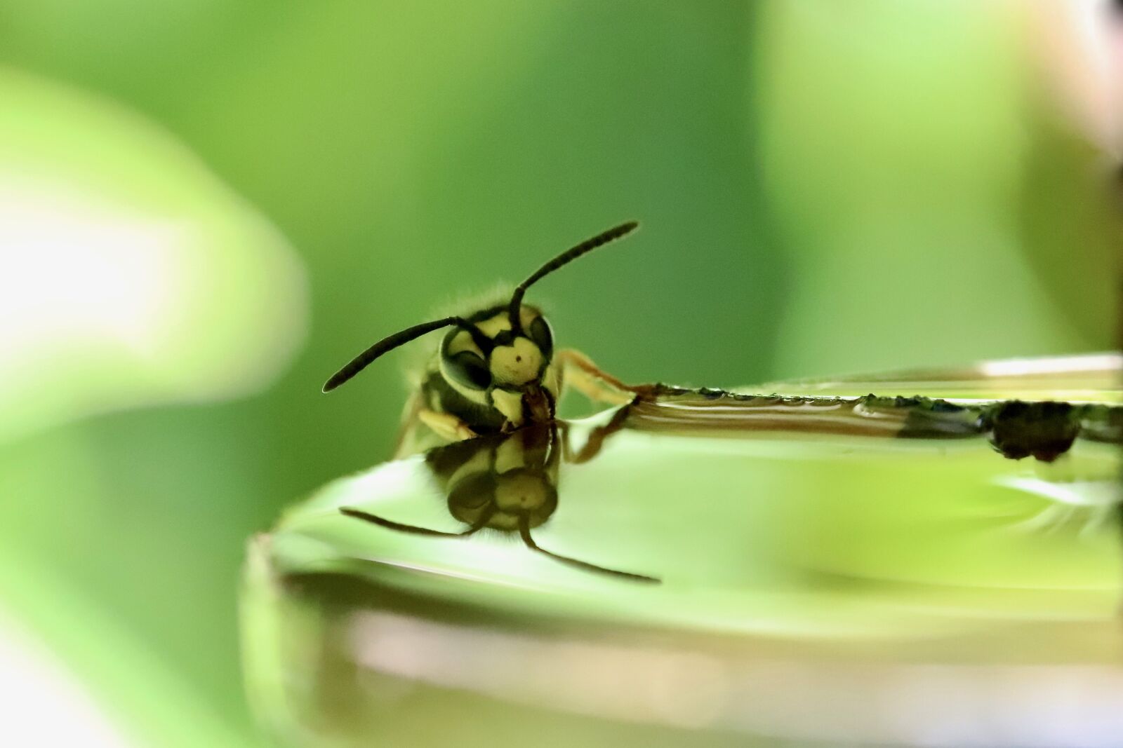 Canon EOS 800D (EOS Rebel T7i / EOS Kiss X9i) sample photo. Wasp, insect, probe photography