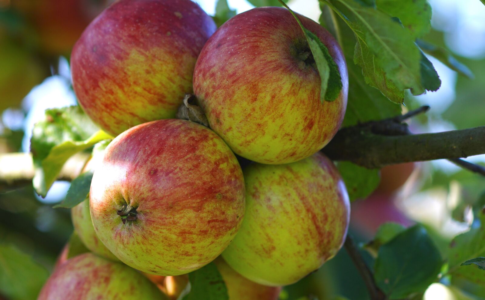 Tamron SP AF 90mm F2.8 Di Macro sample photo. Apple, apple tree, tree photography