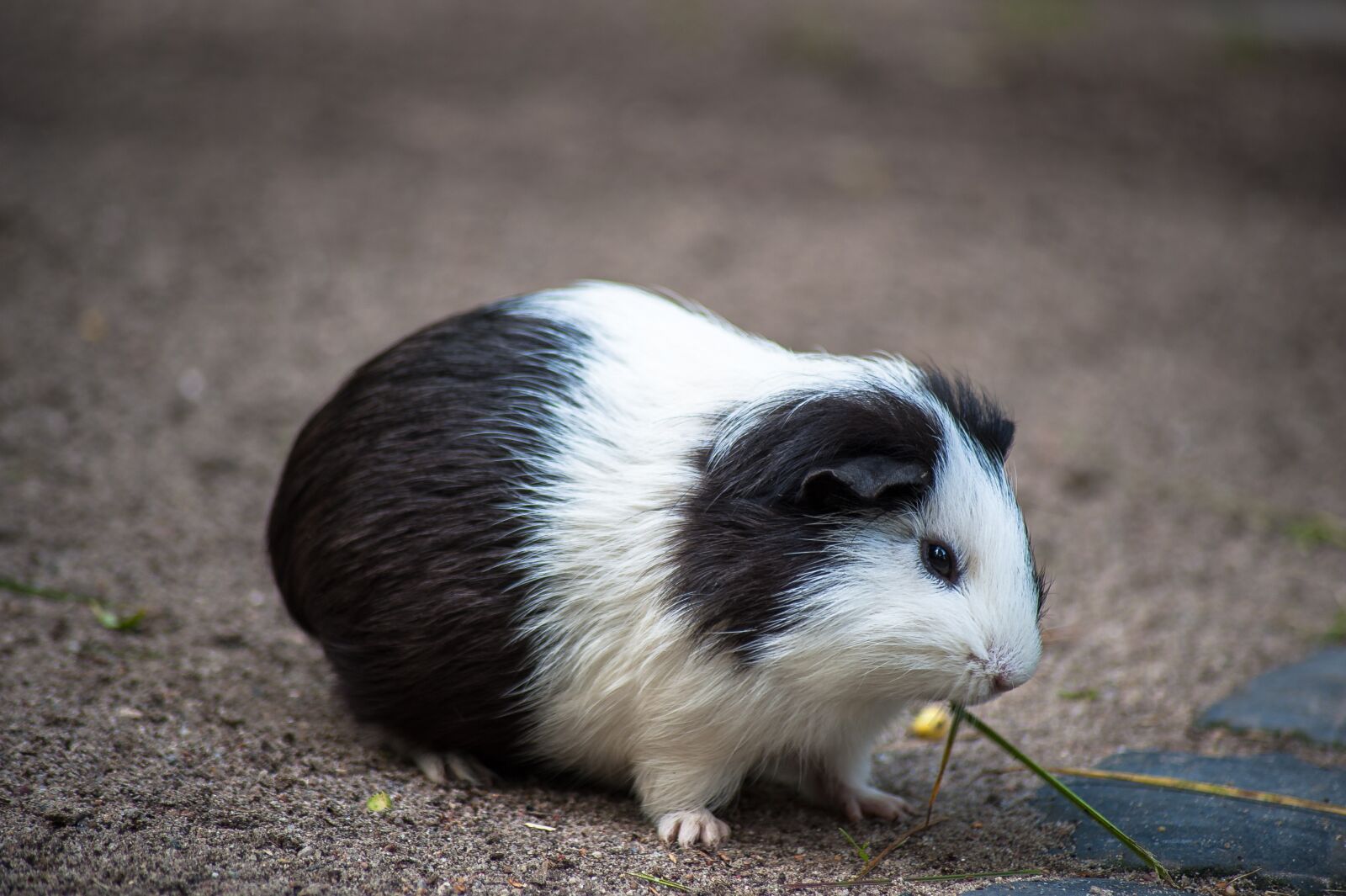 Nikon D700 sample photo. More pork, fur, ears photography