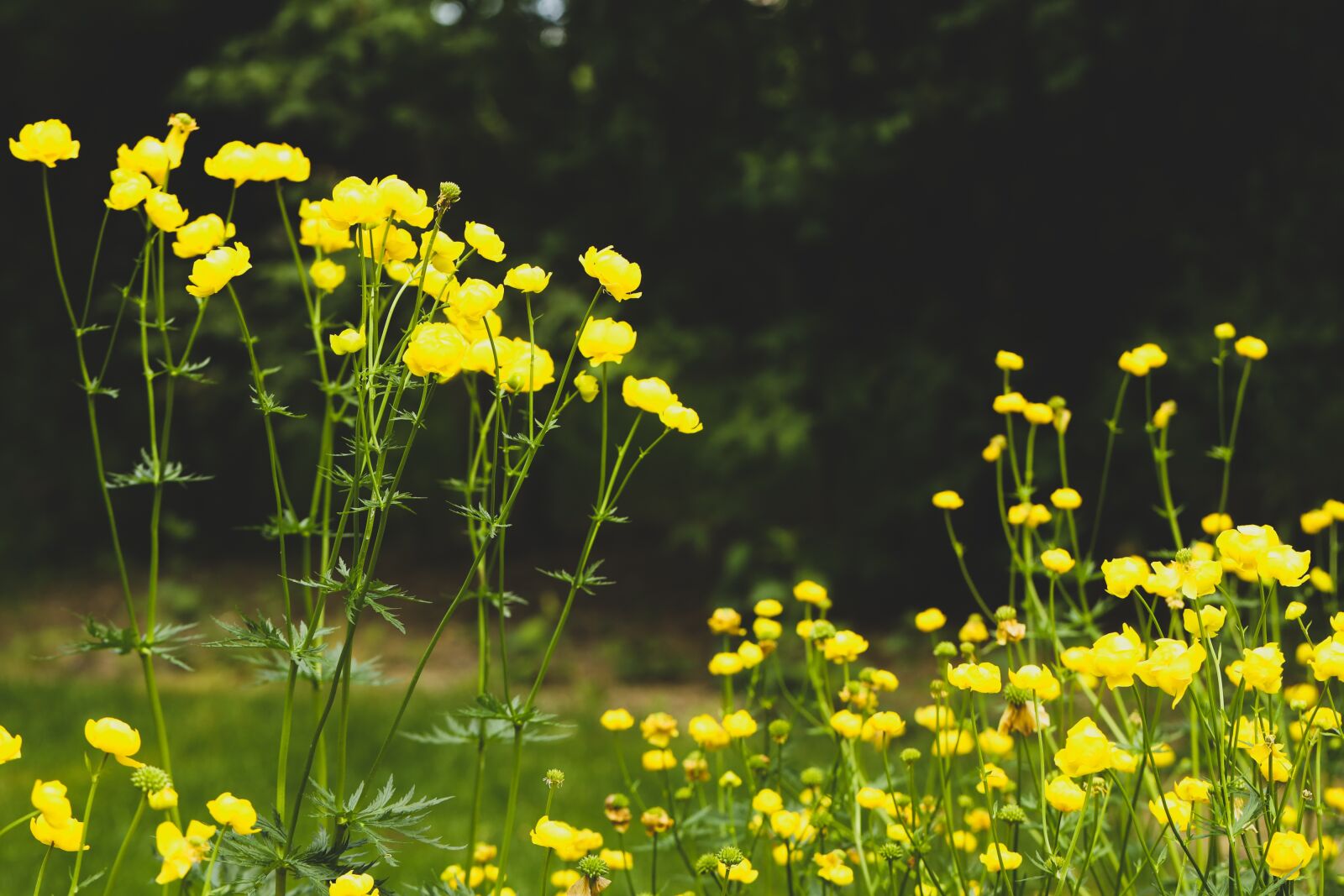 Canon EOS R sample photo. Flower, garden, summer photography