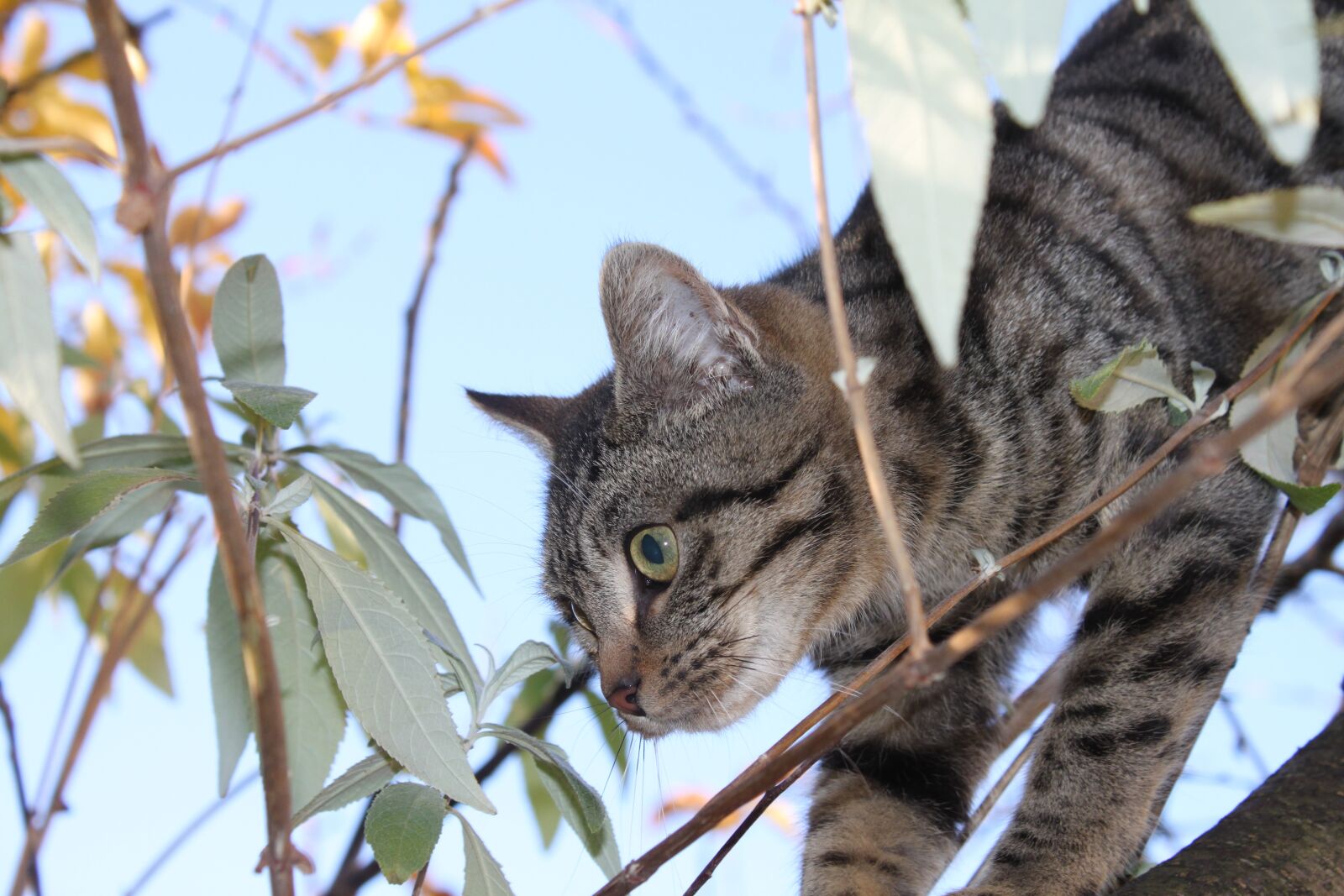 Canon EOS 500D (EOS Rebel T1i / EOS Kiss X3) sample photo. Cat, animal, feline photography