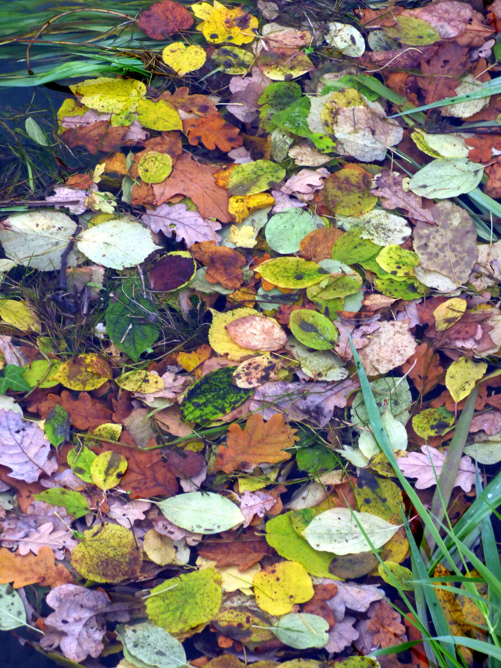 Panasonic DMC-FZ72 sample photo. Leaves, fall, water photography