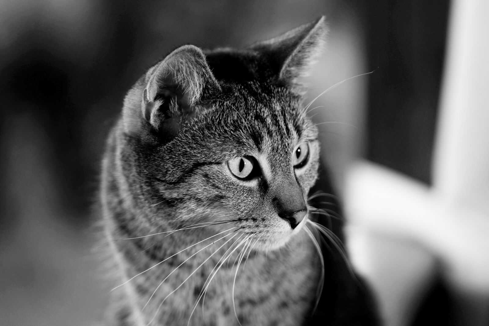 Canon EOS 80D sample photo. Ajaks, cat, sweet photography