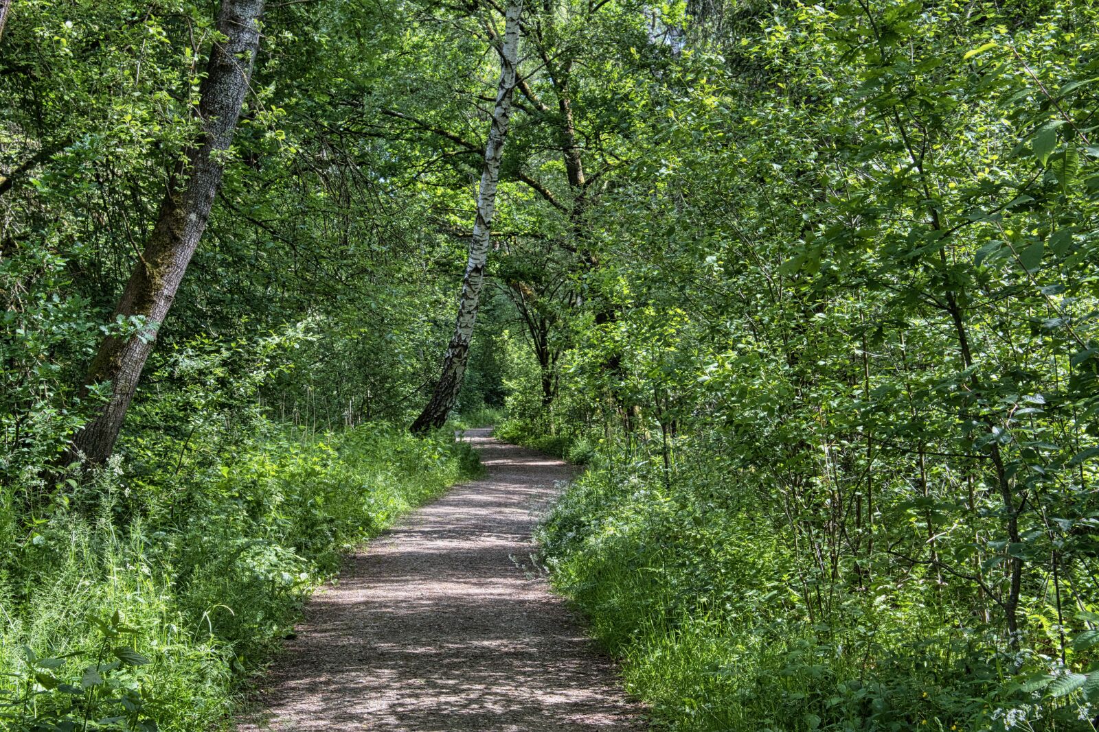 Nikon D7500 sample photo. Forest path, away, forest photography