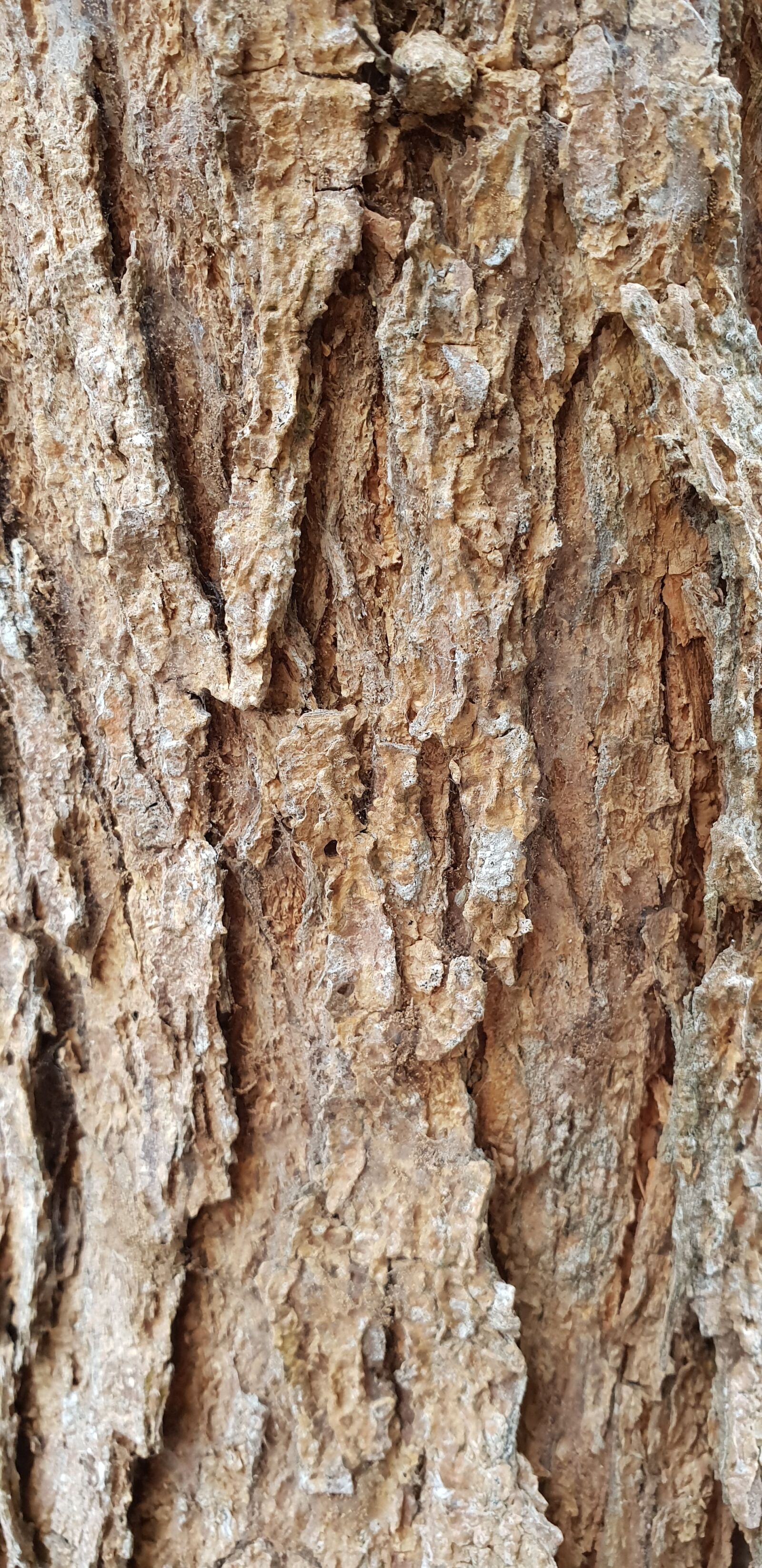 Samsung Galaxy S9 sample photo. Wood, bark, trunk photography