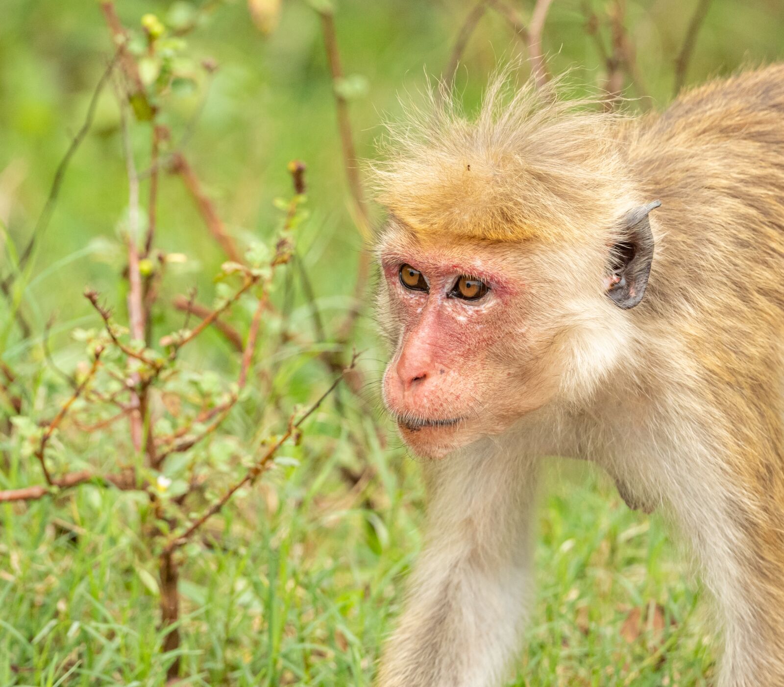 Nikon D850 sample photo. Monkey, macaque, animal photography