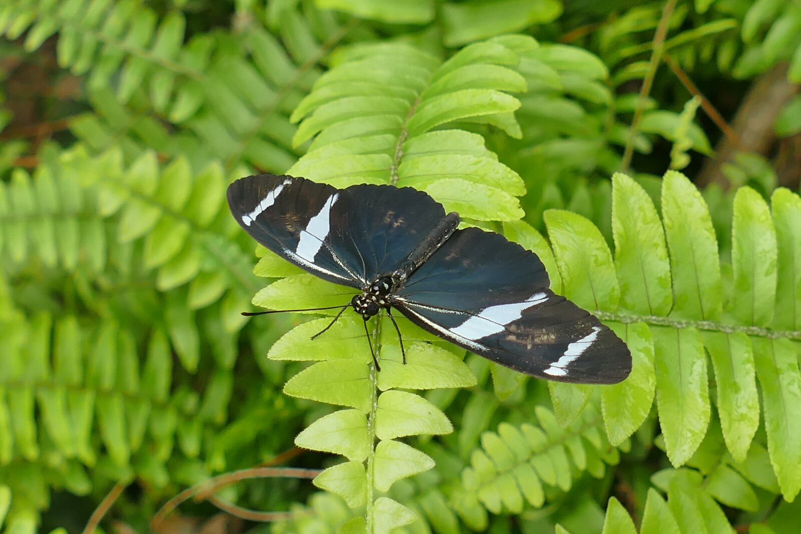 Panasonic Lumix DMC-FZ1000 sample photo. Butterfly, black and white photography