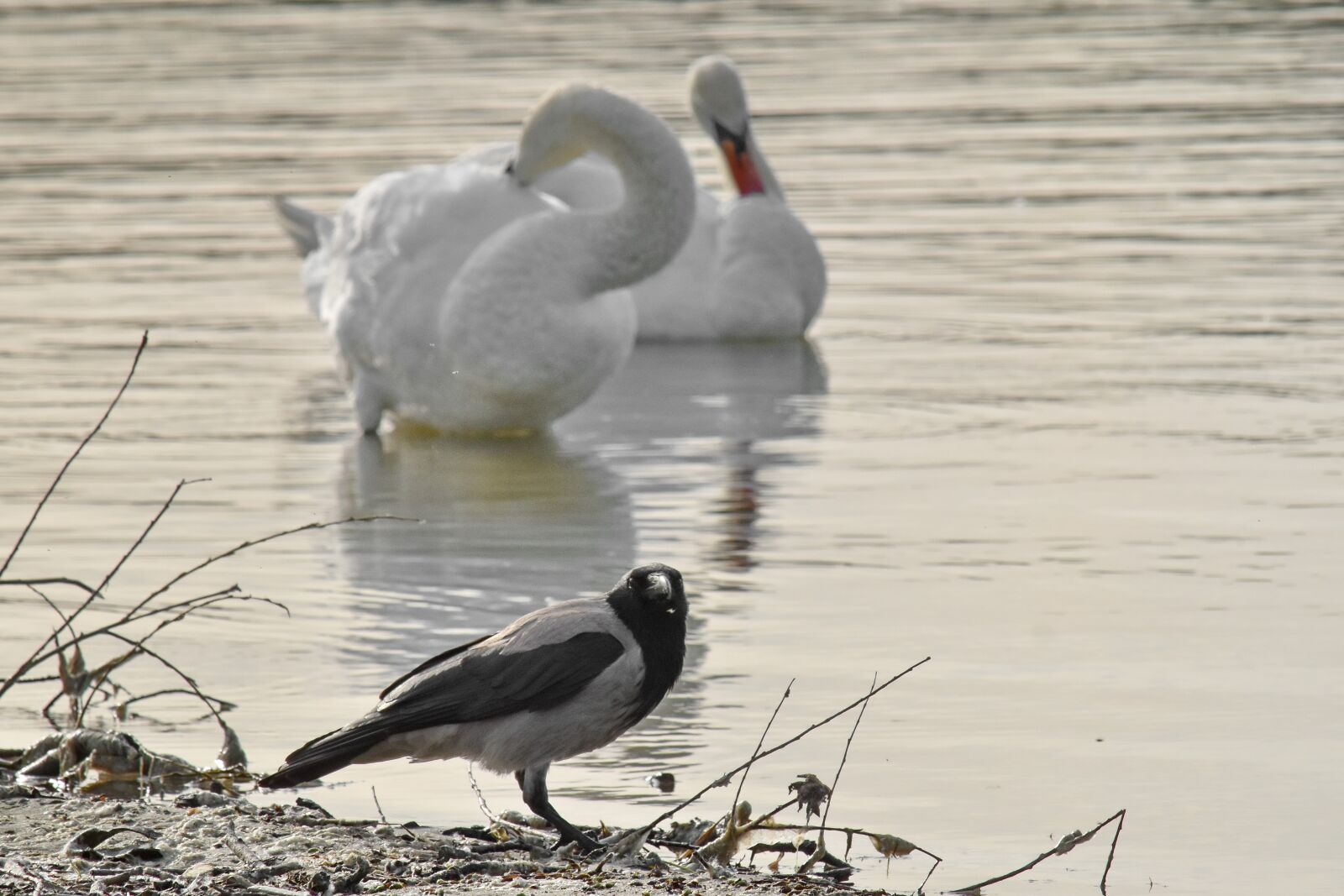 Nikon D5500 sample photo. Crown, flock, riverbank, swan photography