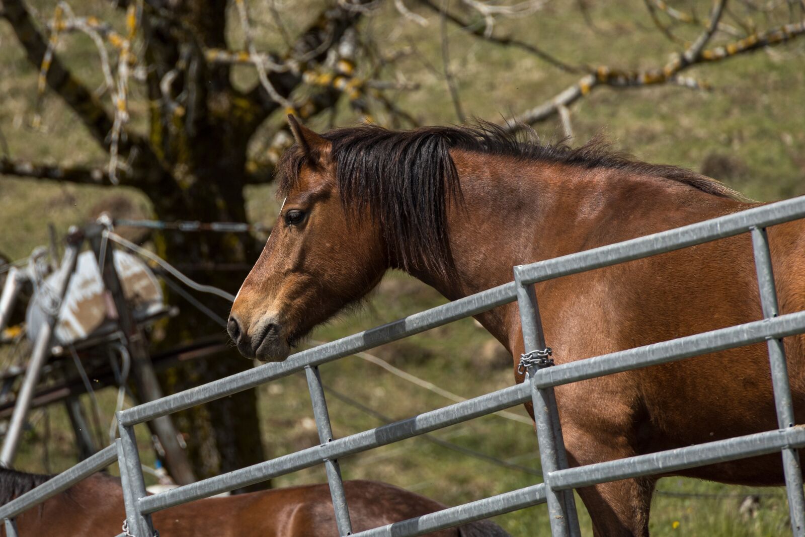 Canon EOS R sample photo. Horse, head, animal photography