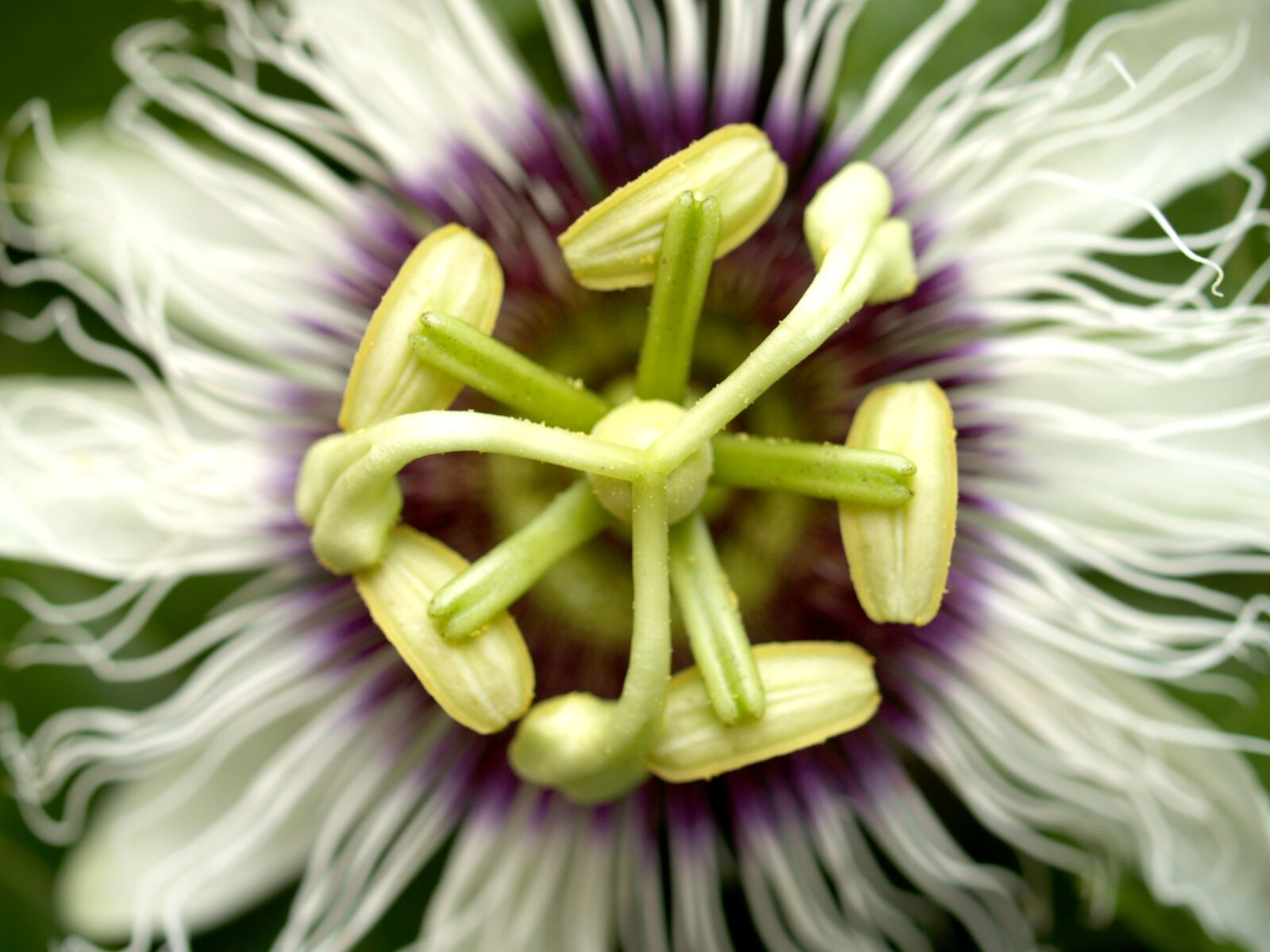 Olympus E-300 (EVOLT E-300) sample photo. Passion, flower, fruit photography