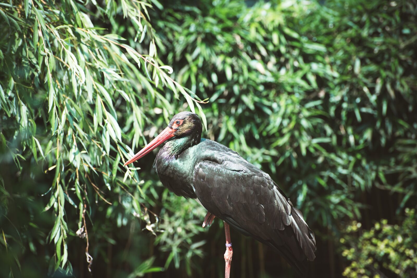 Nikon D750 sample photo. Bird, large, black photography