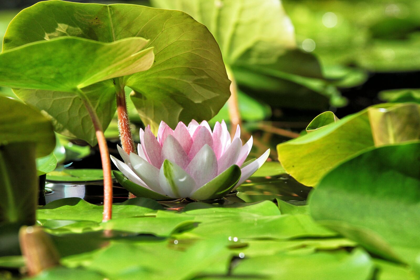 Canon EOS 500D (EOS Rebel T1i / EOS Kiss X3) sample photo. Flower, lotus, summer photography