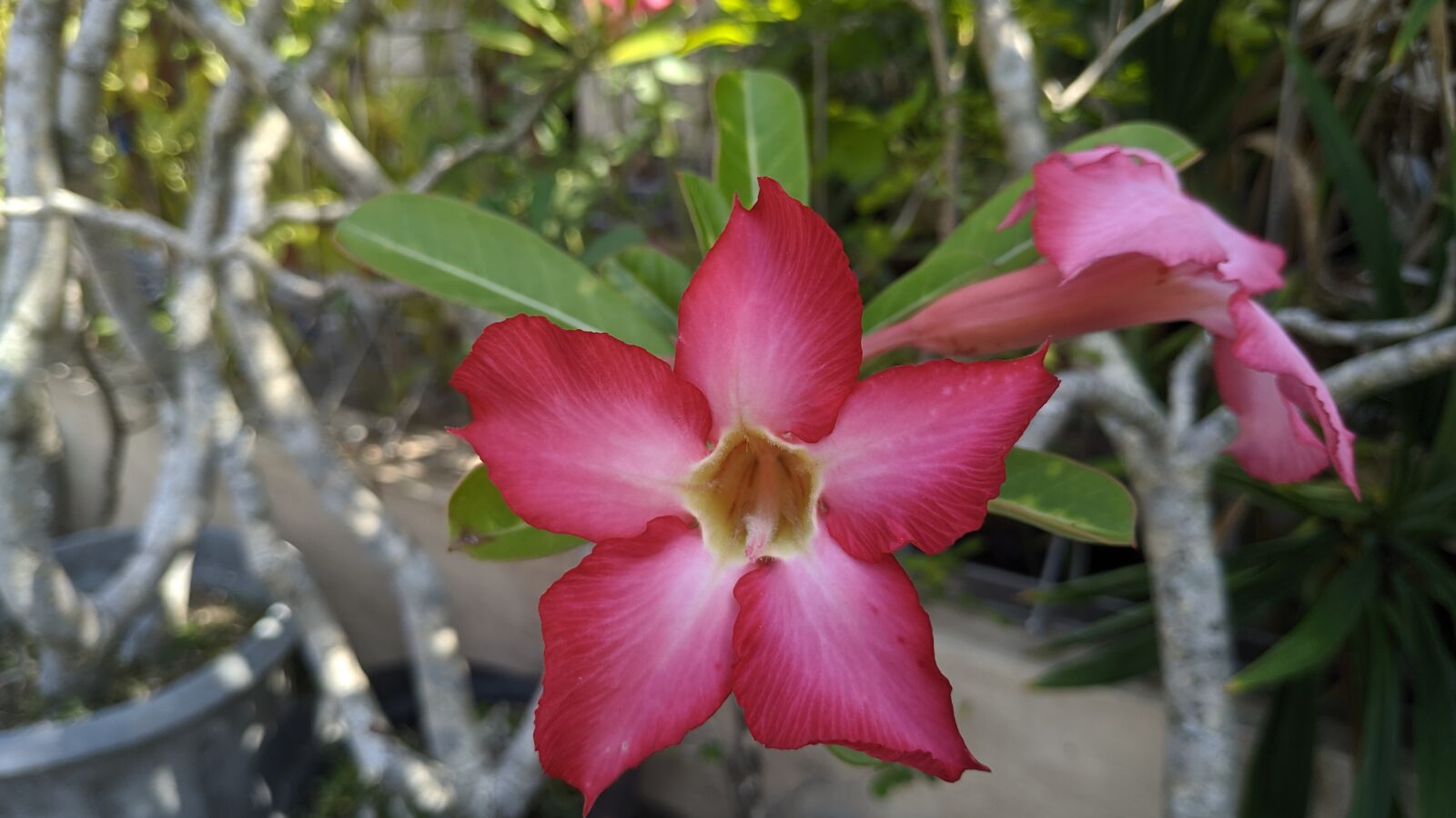 Xiaomi Redmi Note 5 sample photo. Flowers, that, gorgeous photography